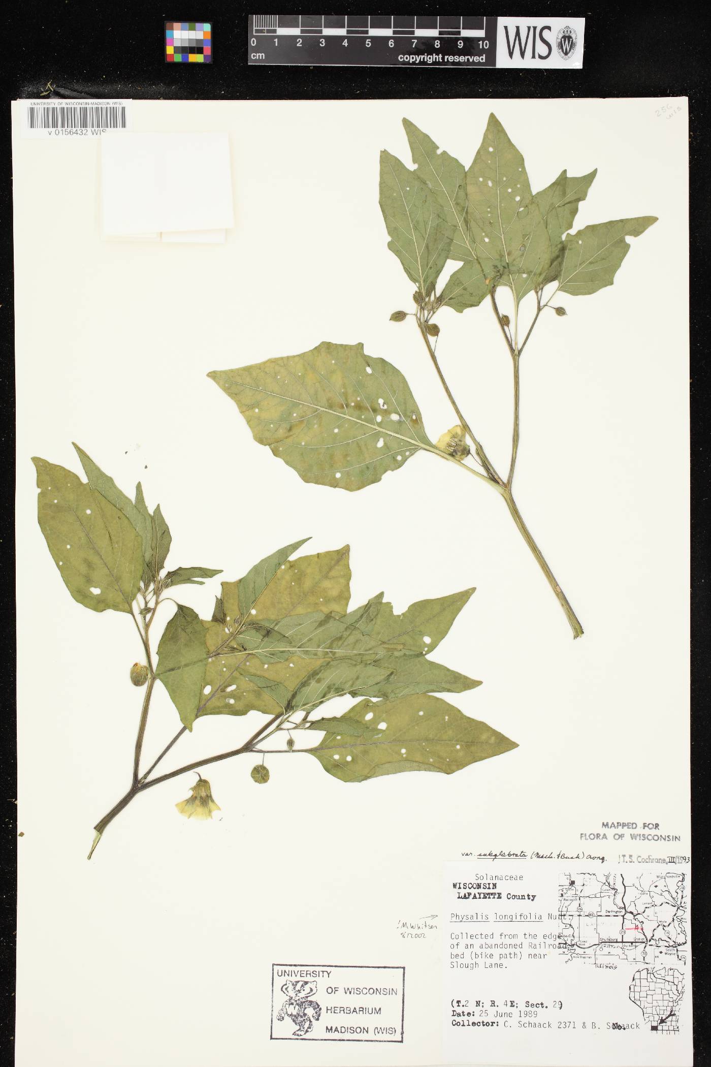 Physalis longifolia image