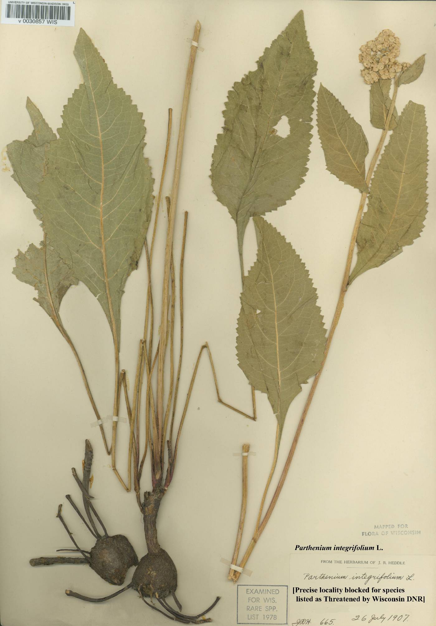 Parthenium integrifolium image