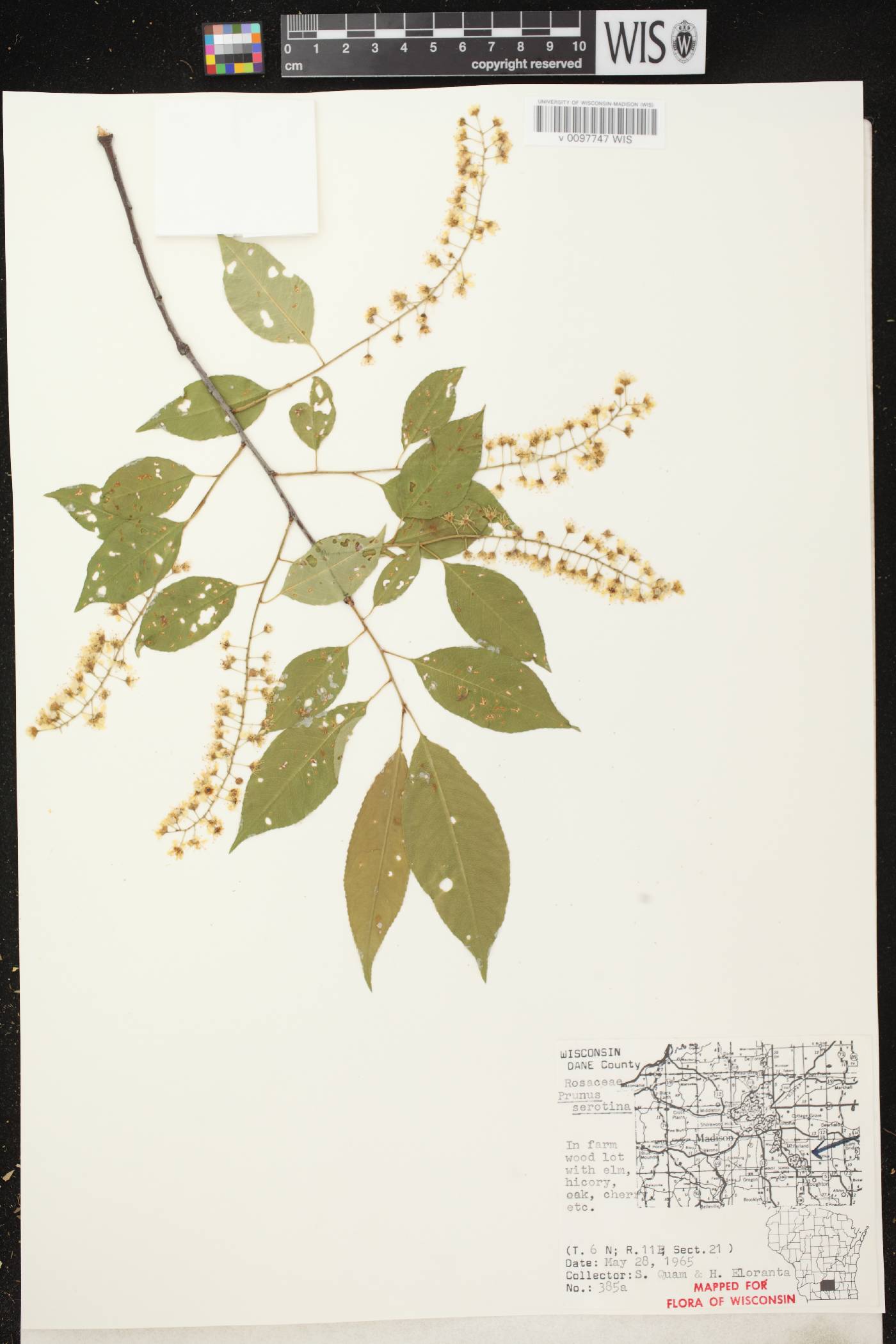 Prunus serotina var. serotina image