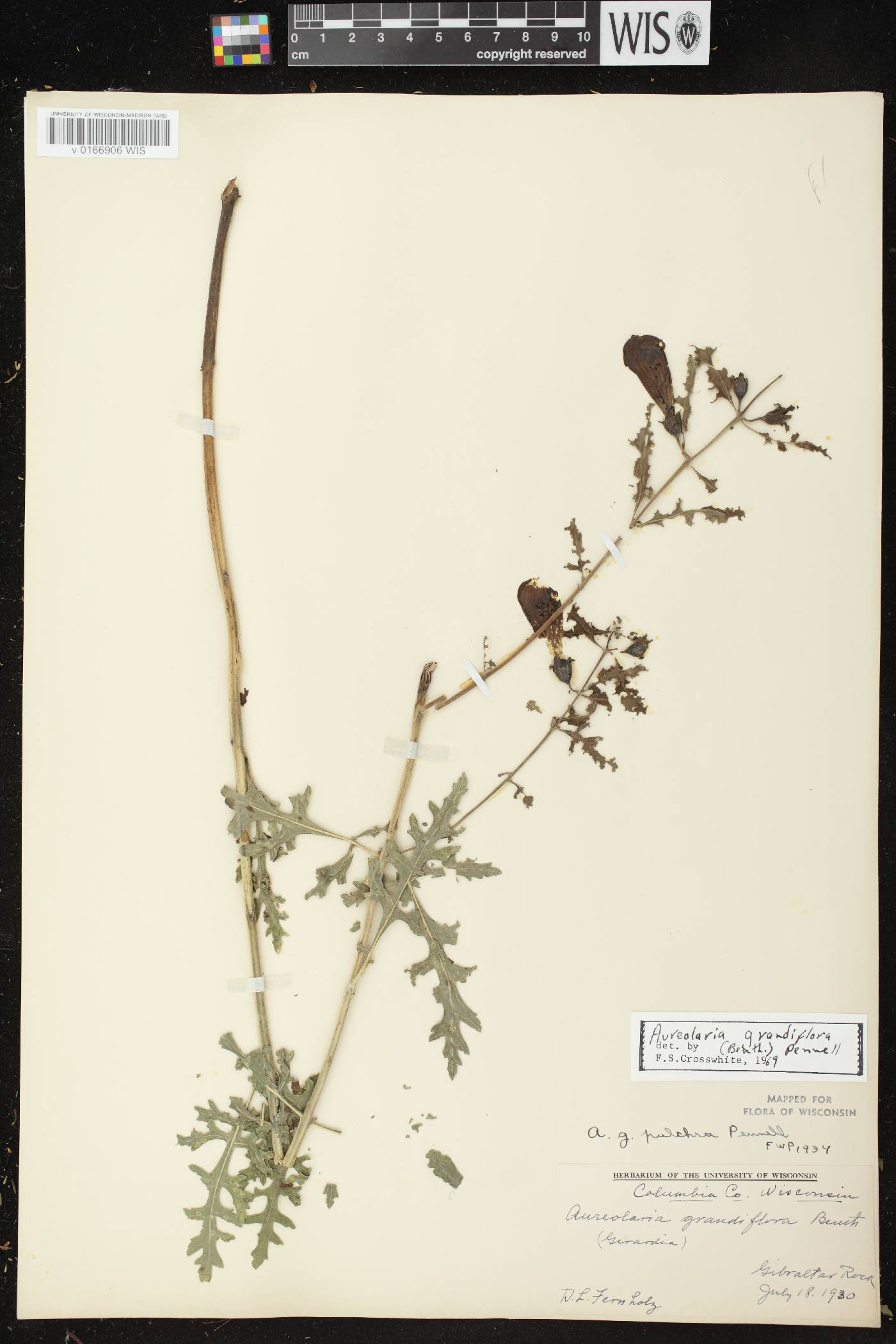 Aureolaria grandiflora var. pulchra image