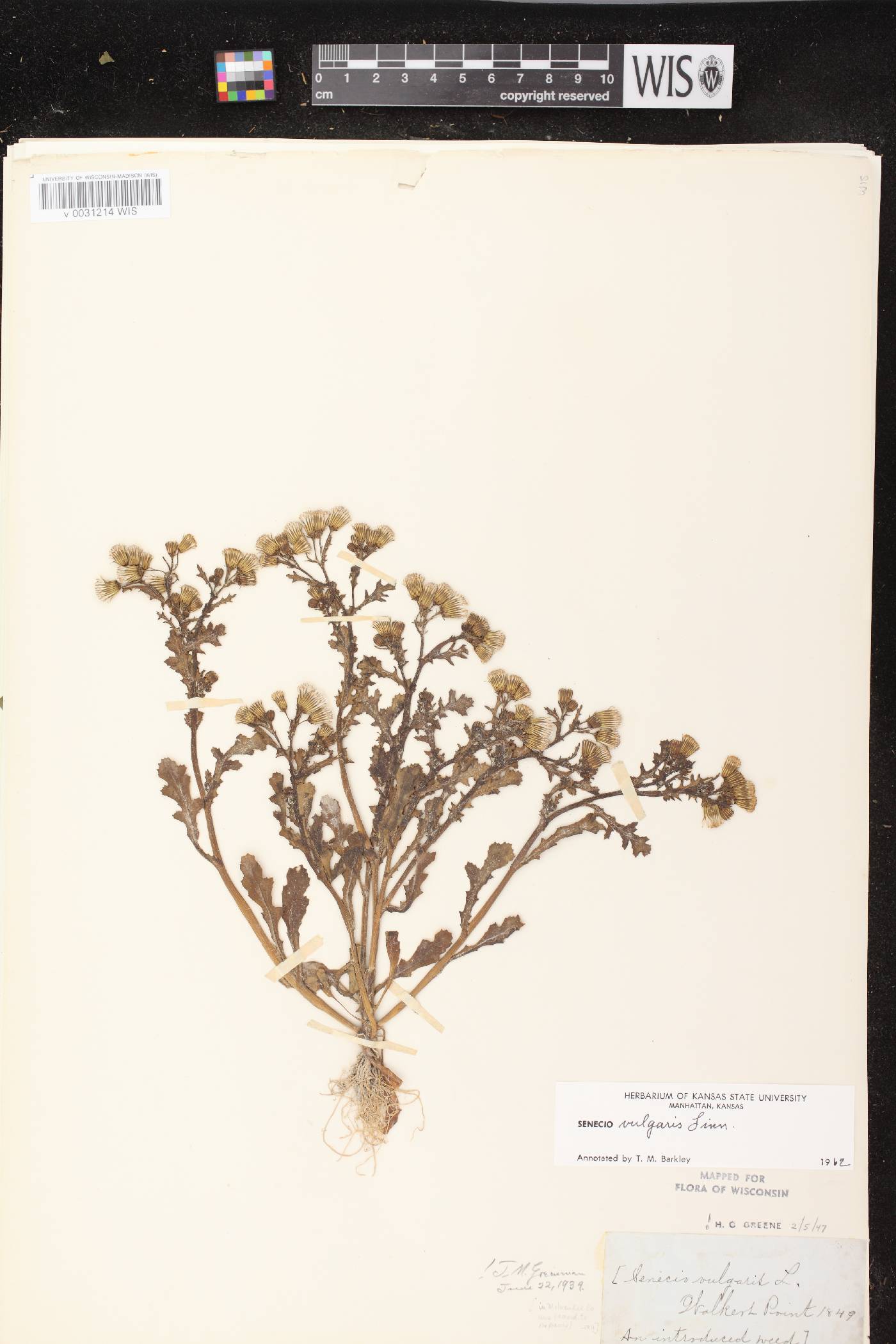 Senecio vulgaris image