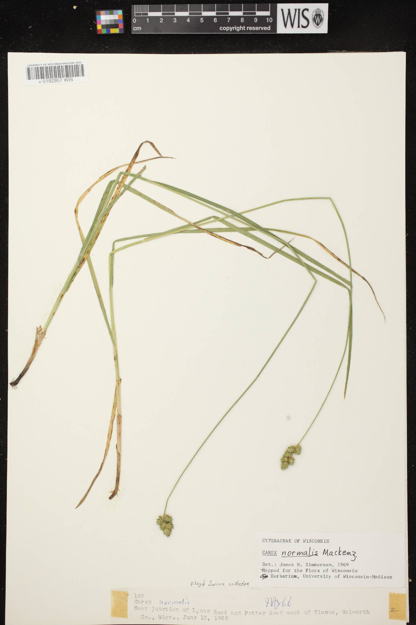 Carex normalis image