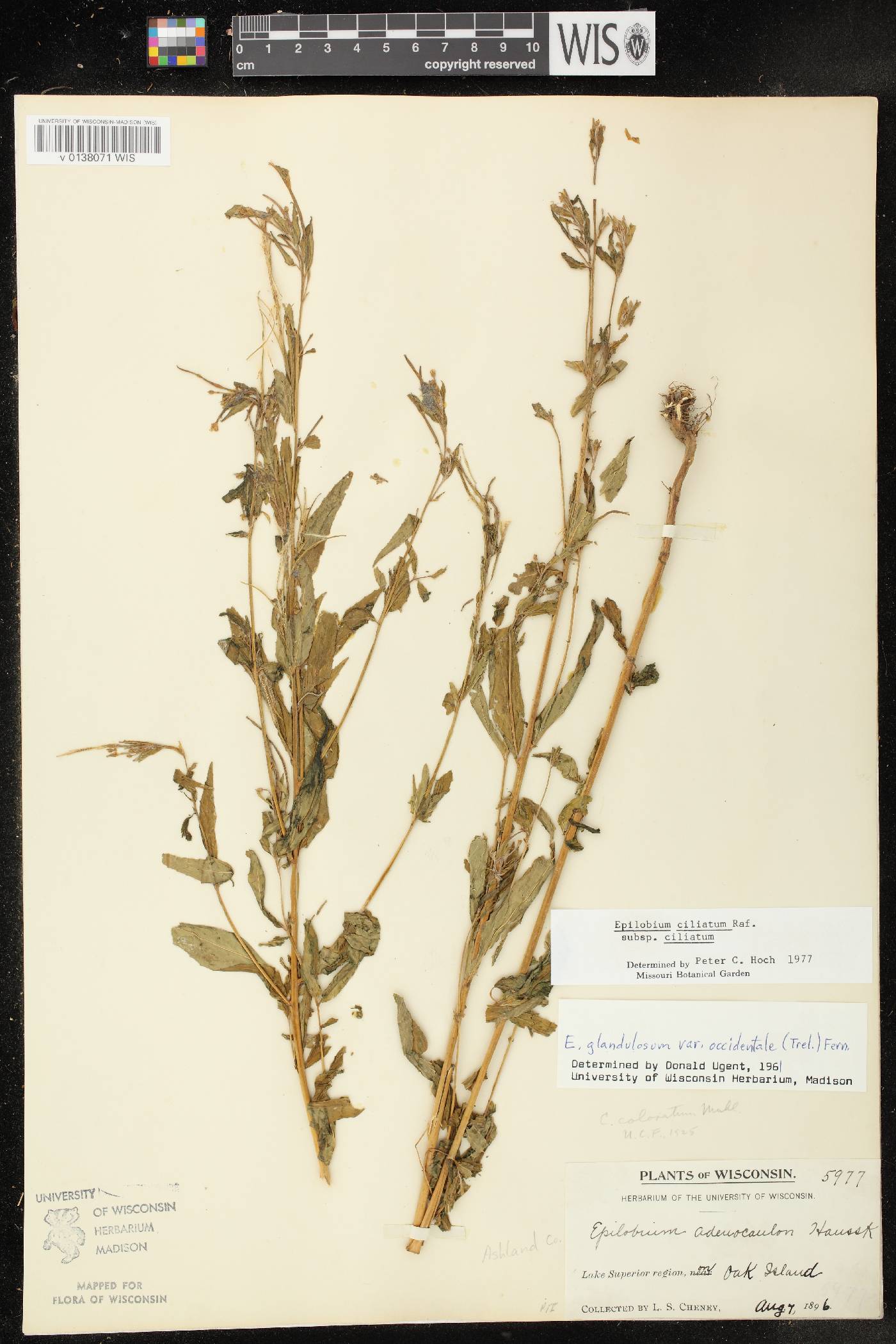 Epilobium ciliatum subsp. ciliatum image