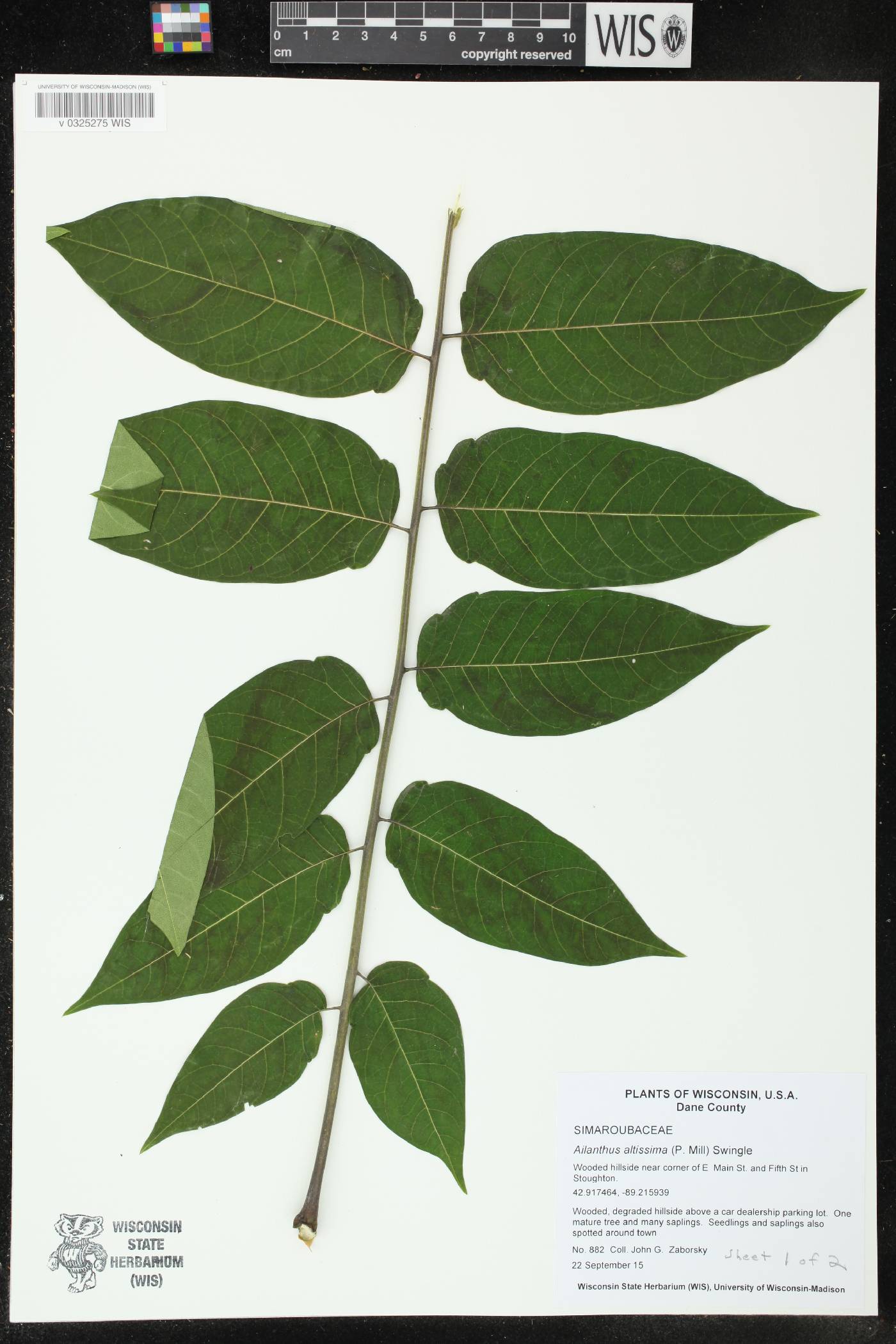 Ailanthus altissima image