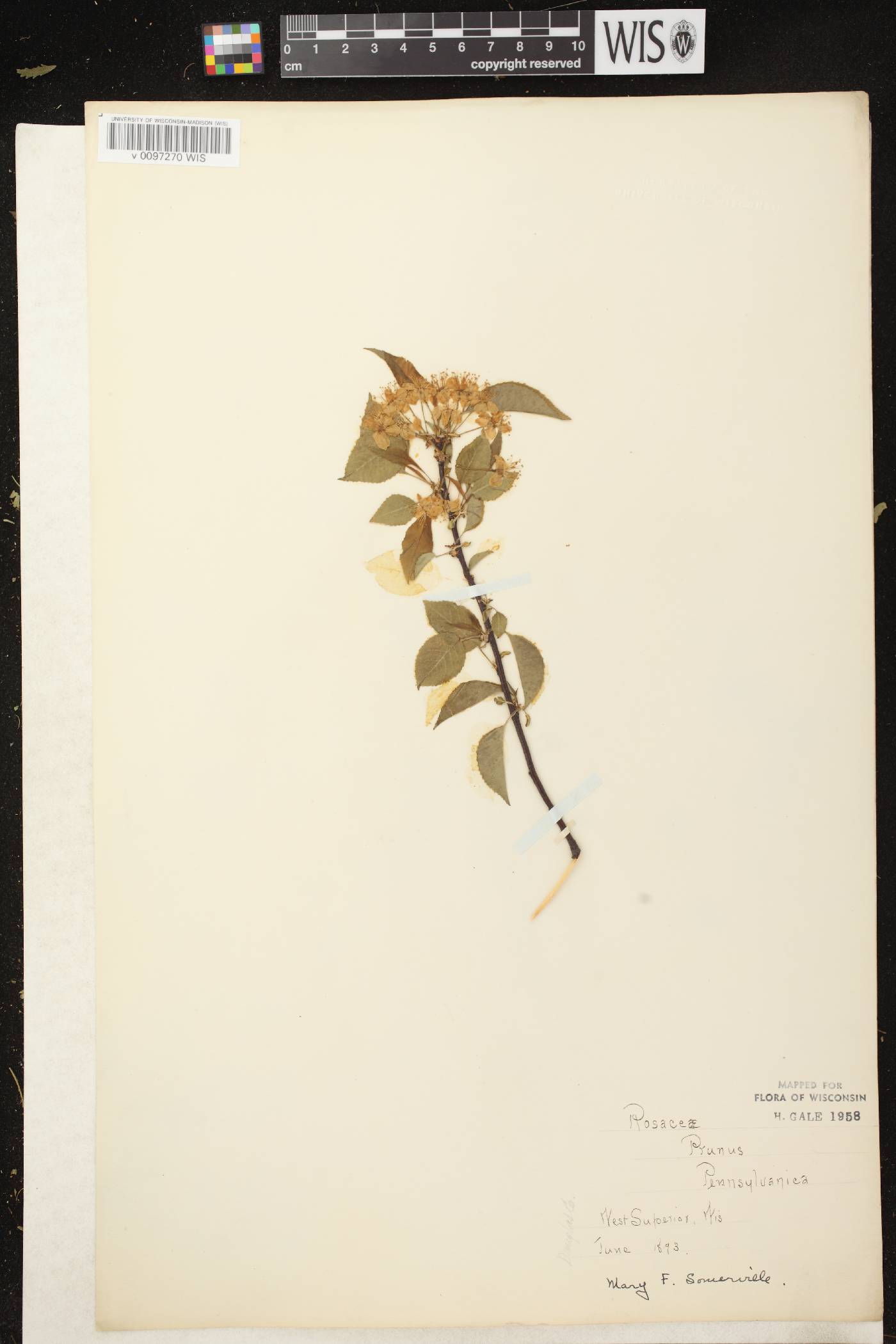 Prunus pensylvanica image