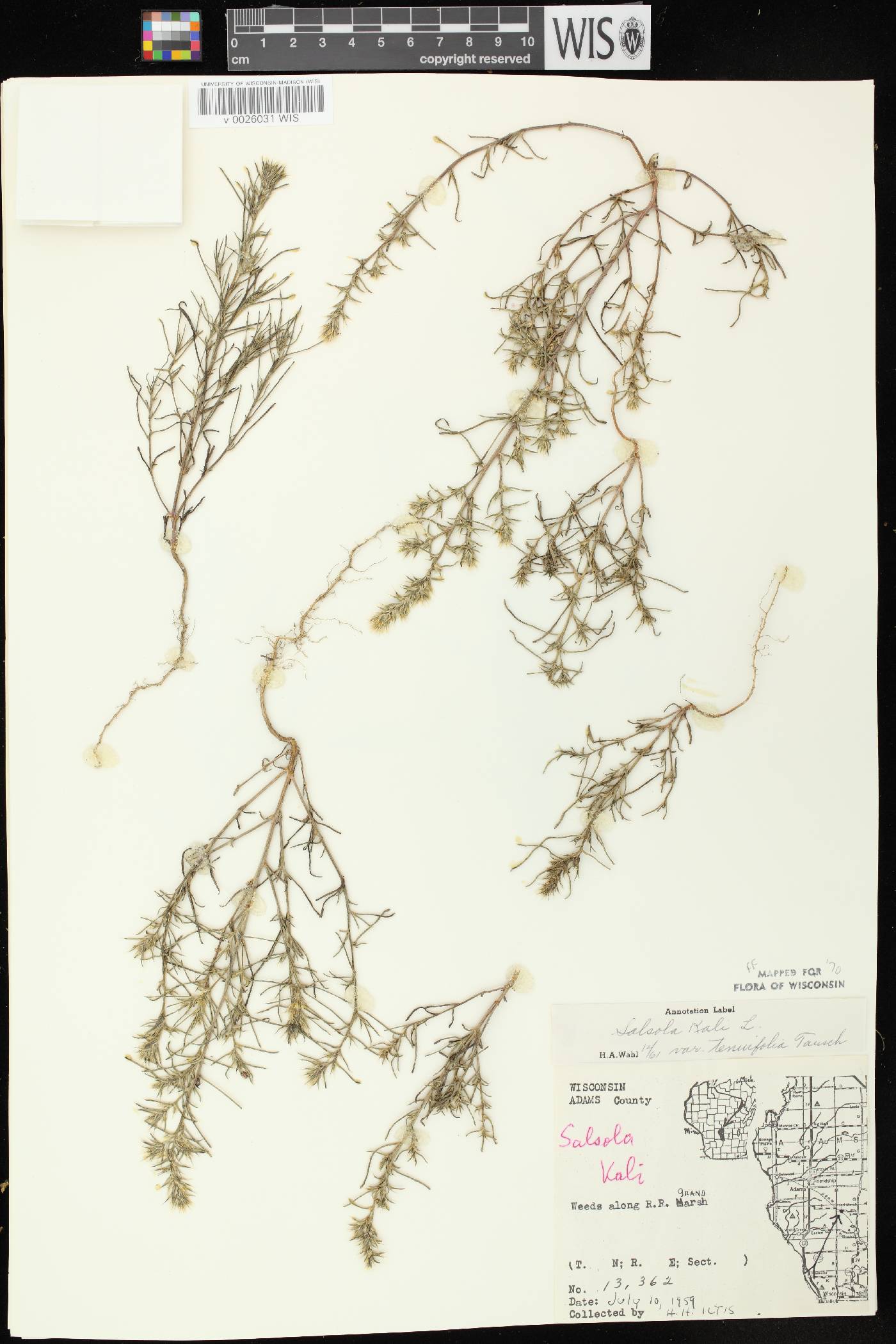 Salsola tragus image