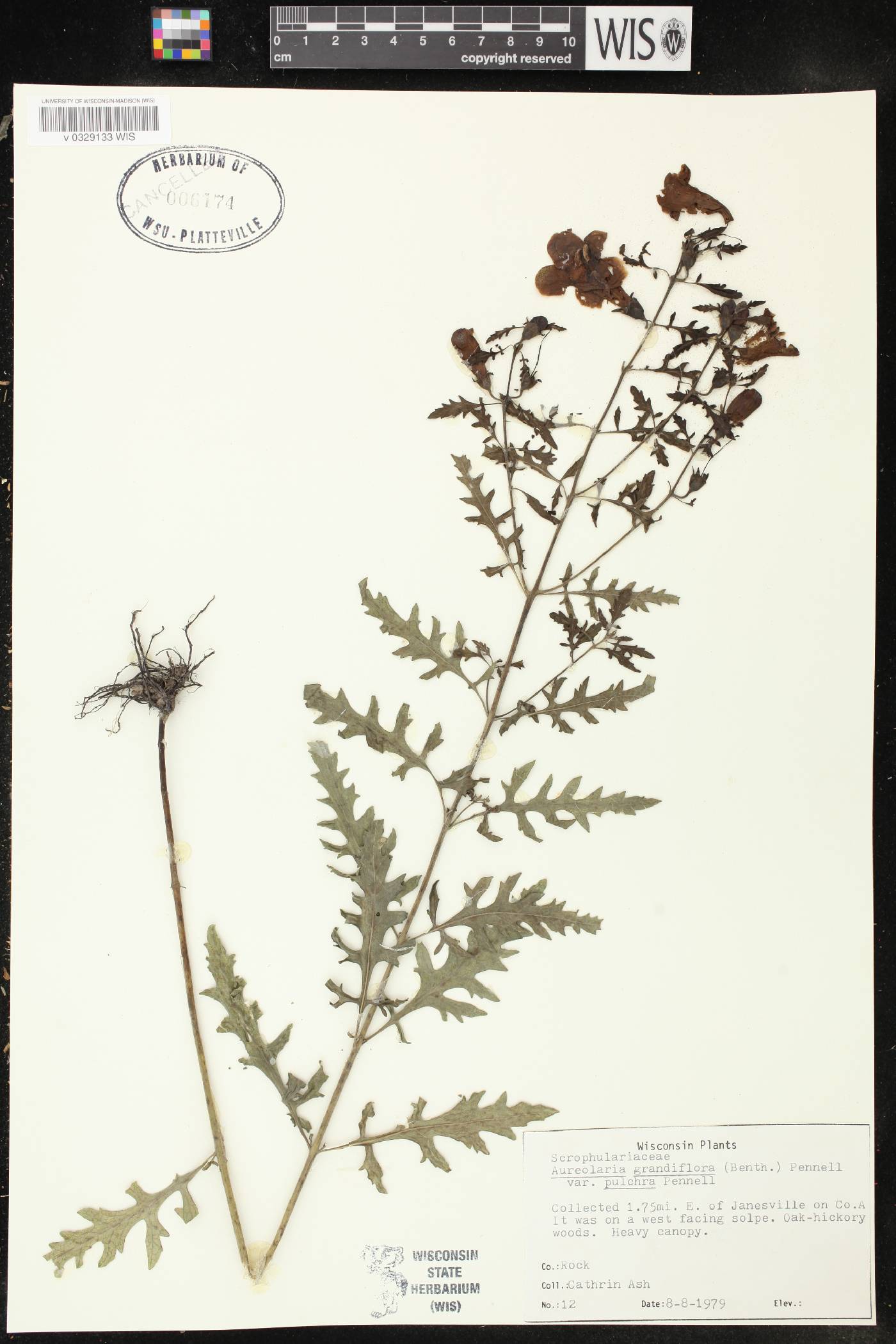 Aureolaria grandiflora var. pulchra image