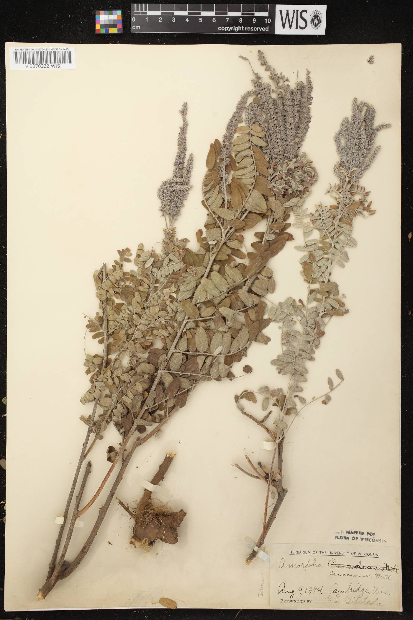Amorpha canescens image