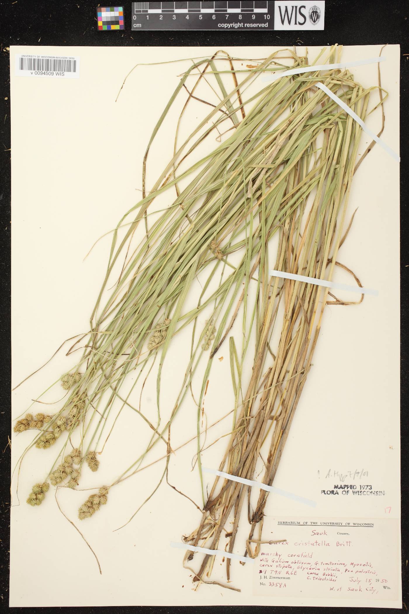 Carex cristatella image