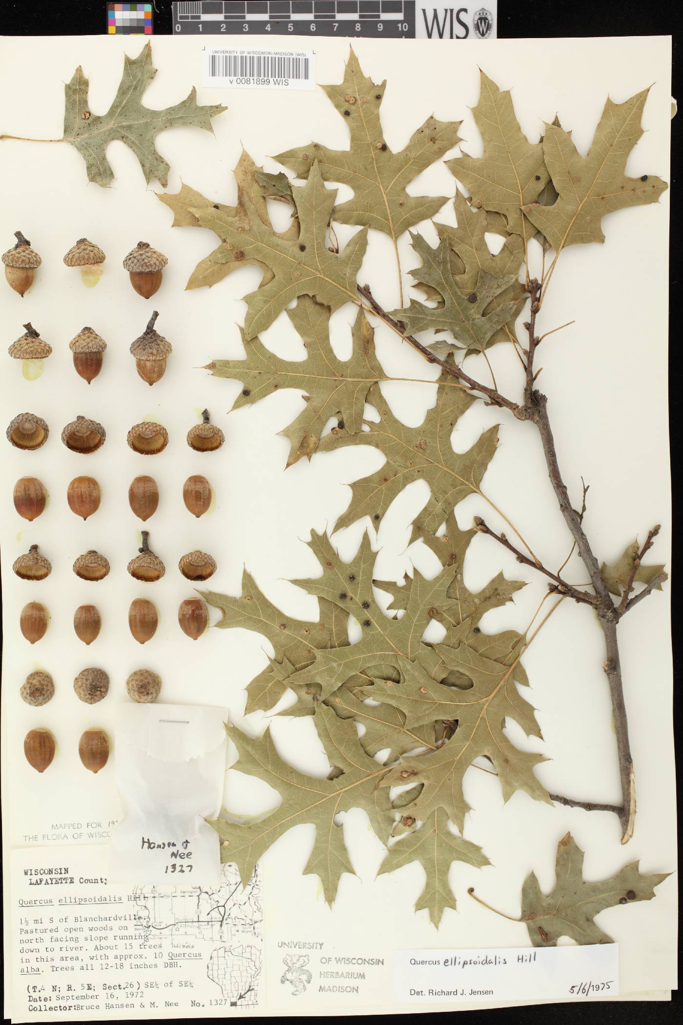 Quercus ellipsoidalis image