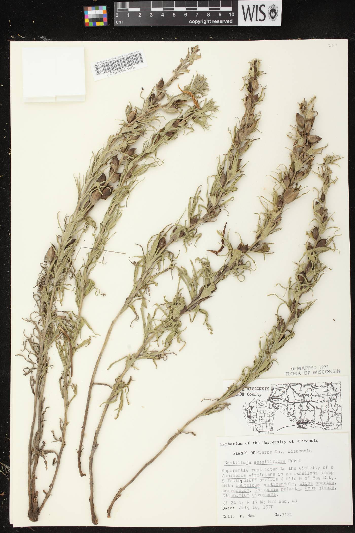 Castilleja sessiliflora image