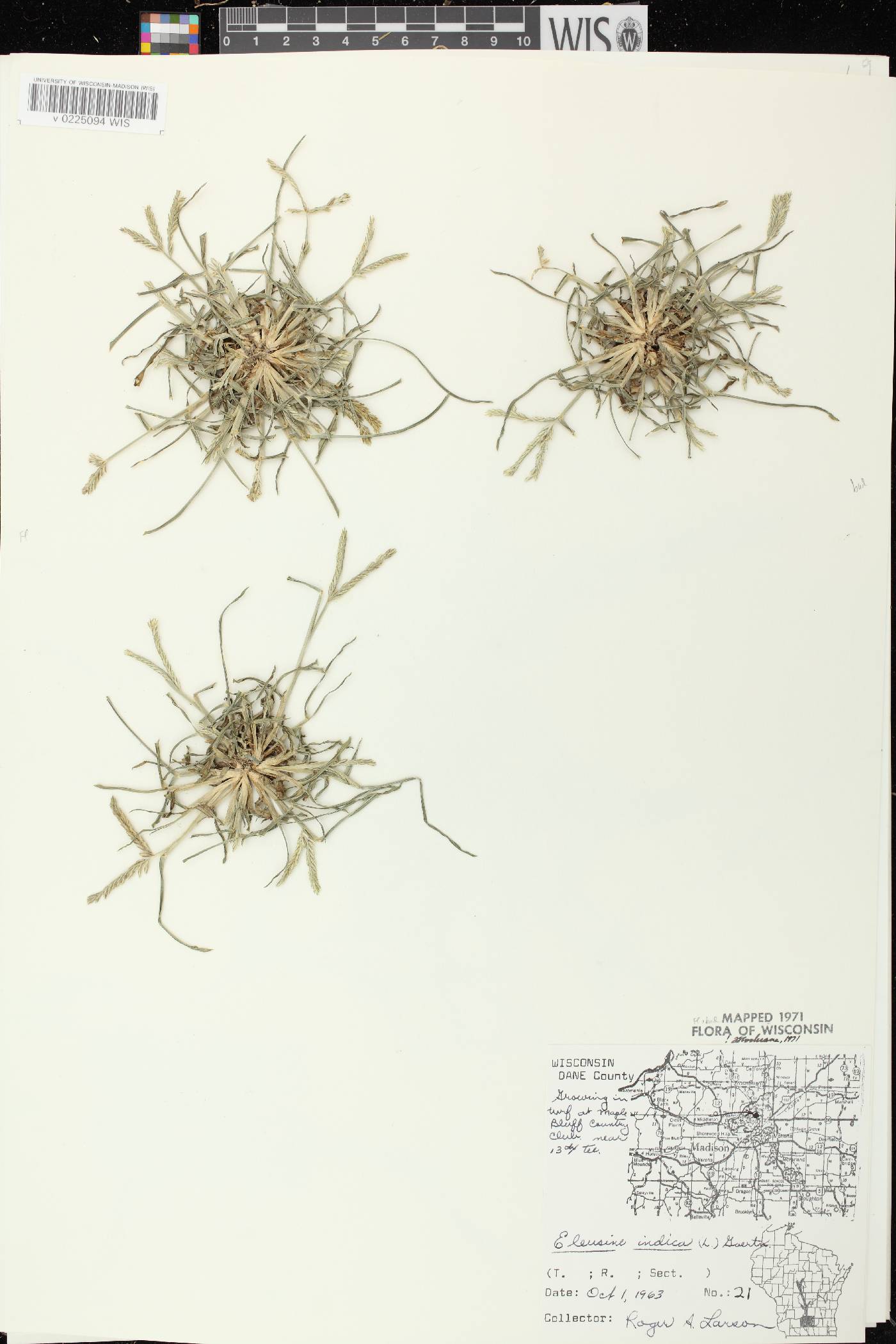 Eleusine indica image