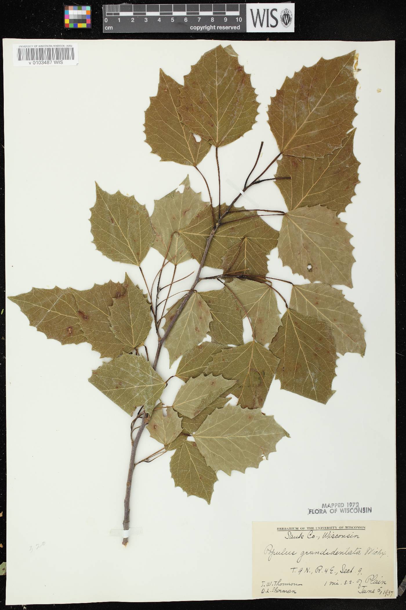 Populus grandidentata image