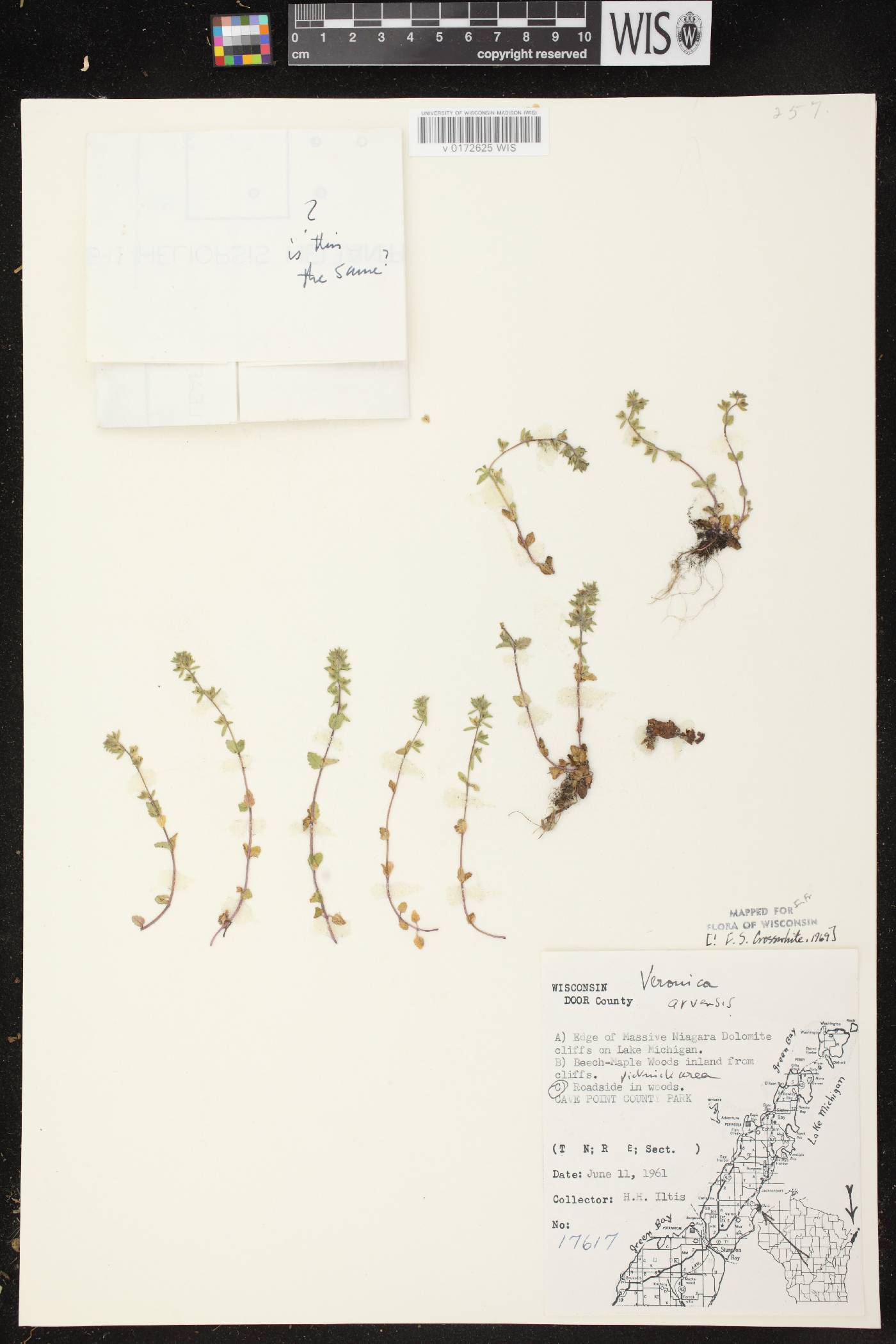 Veronica arvensis image