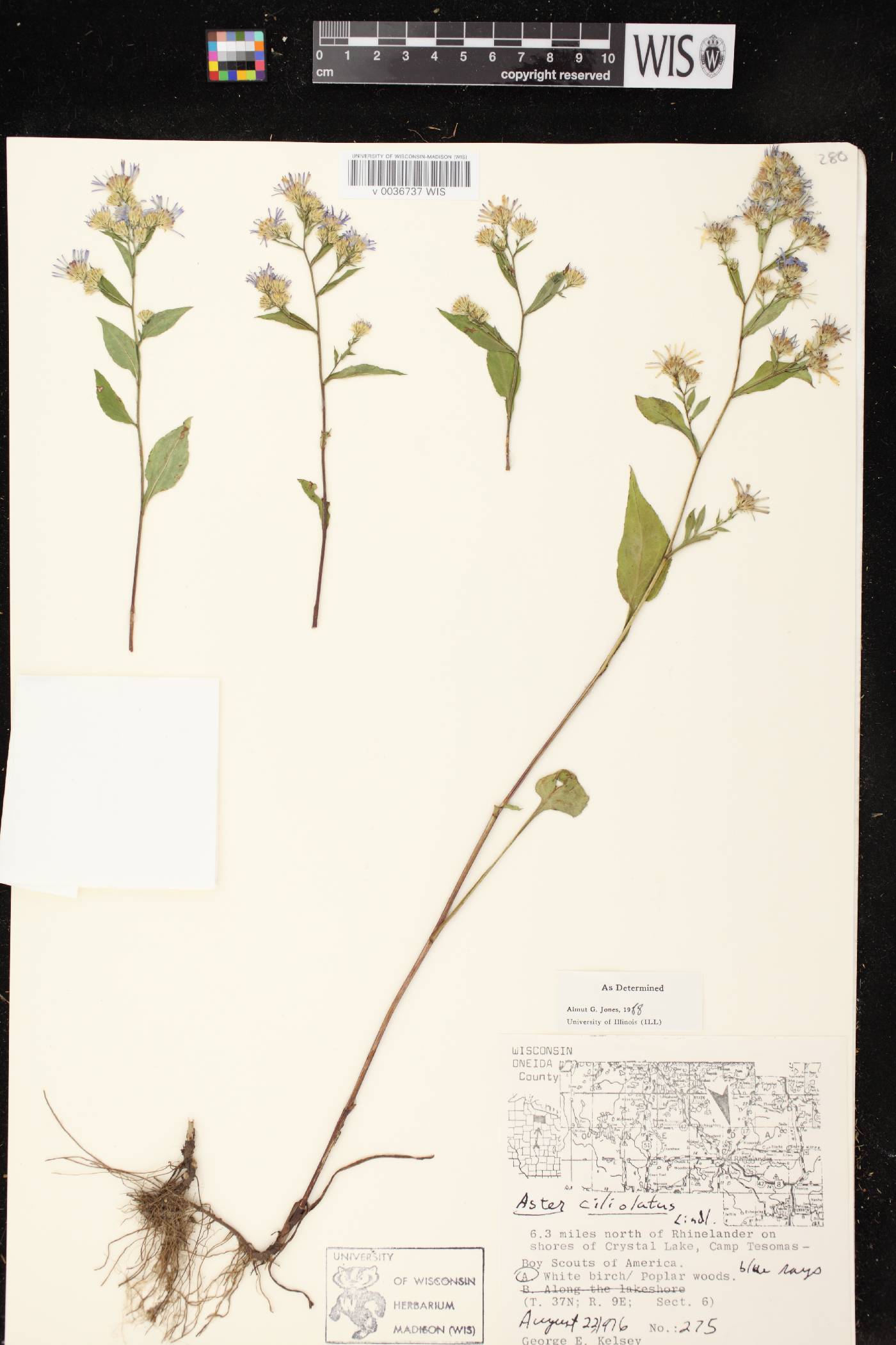 Symphyotrichum ciliolatum image