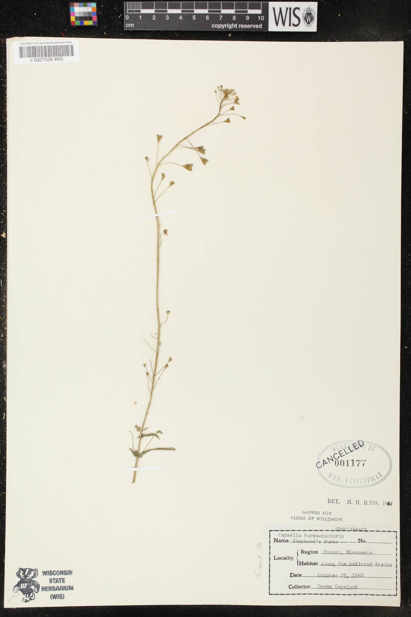 Capsella bursa-pastoris image
