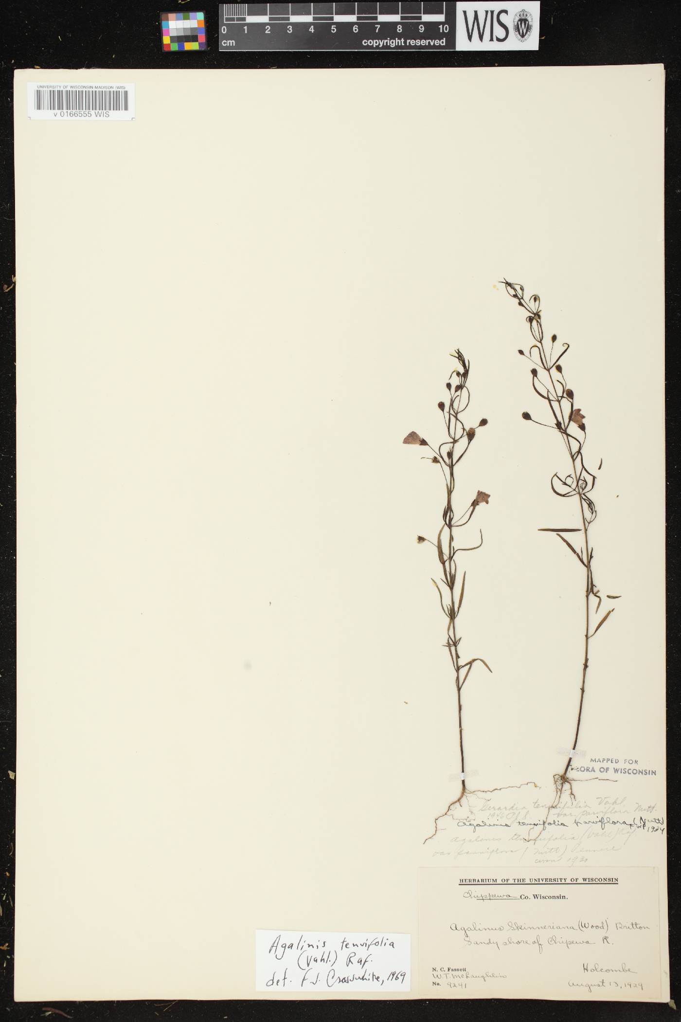 Agalinis tenuifolia image