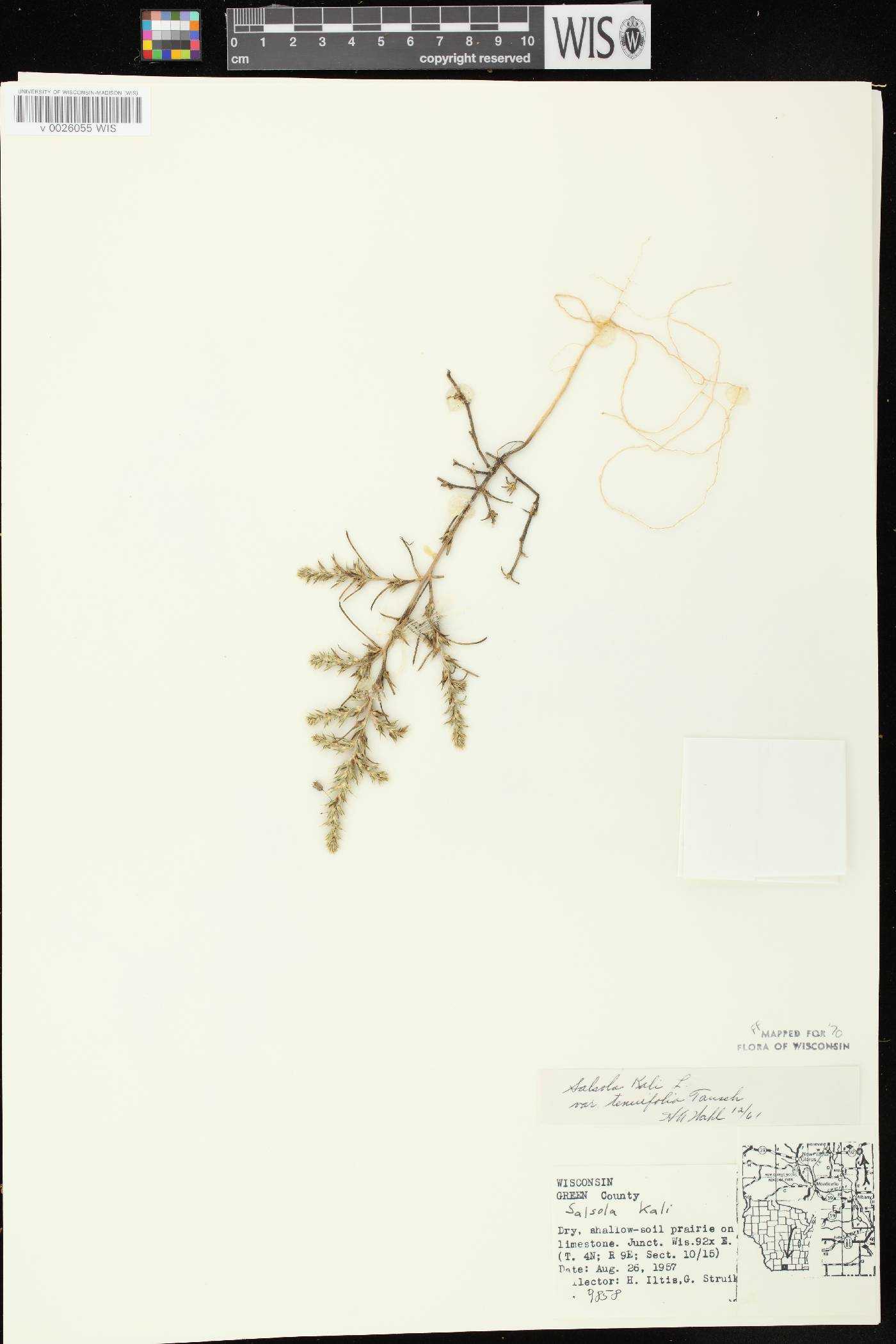 Salsola tragus image
