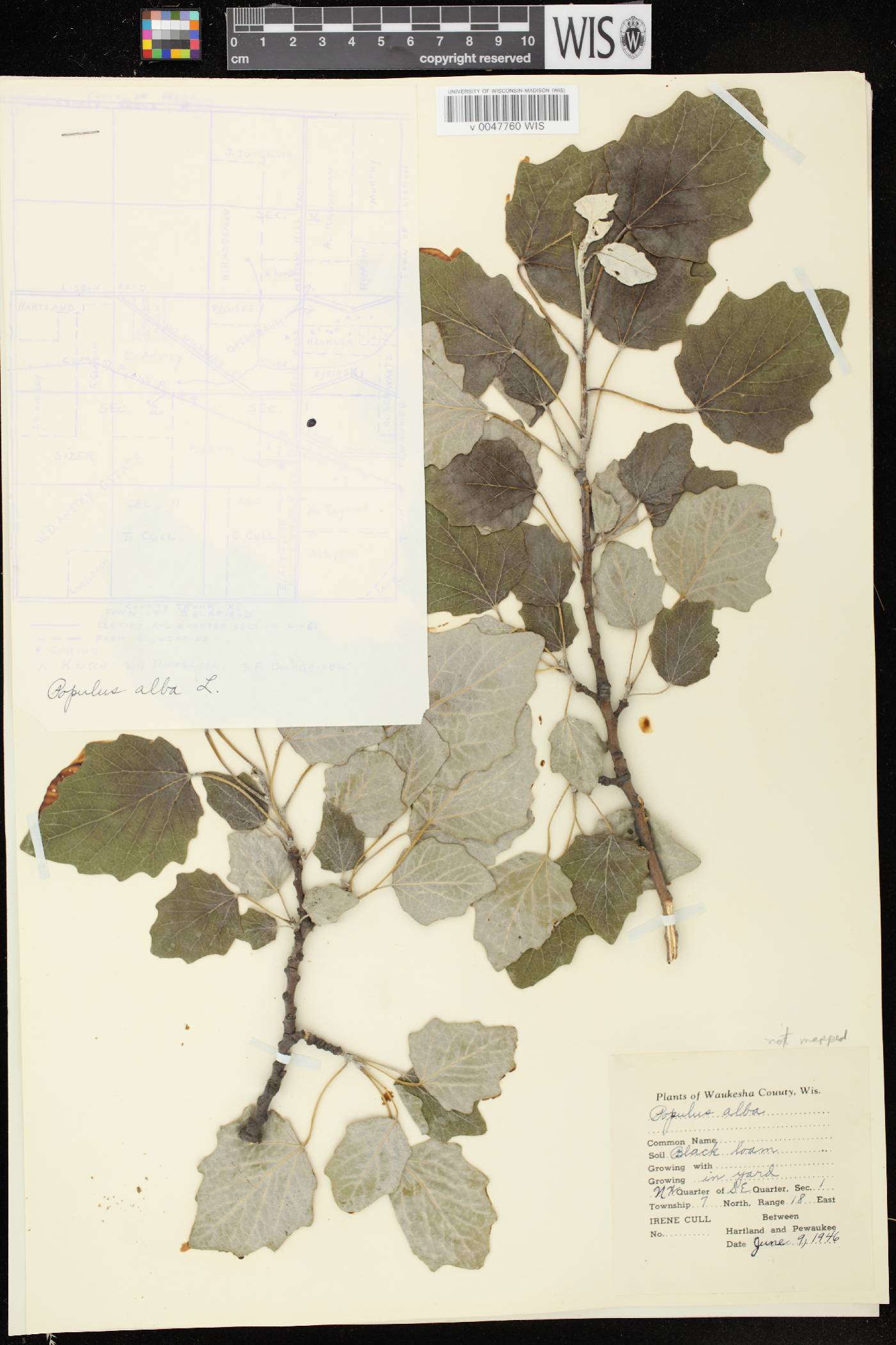 Populus alba image