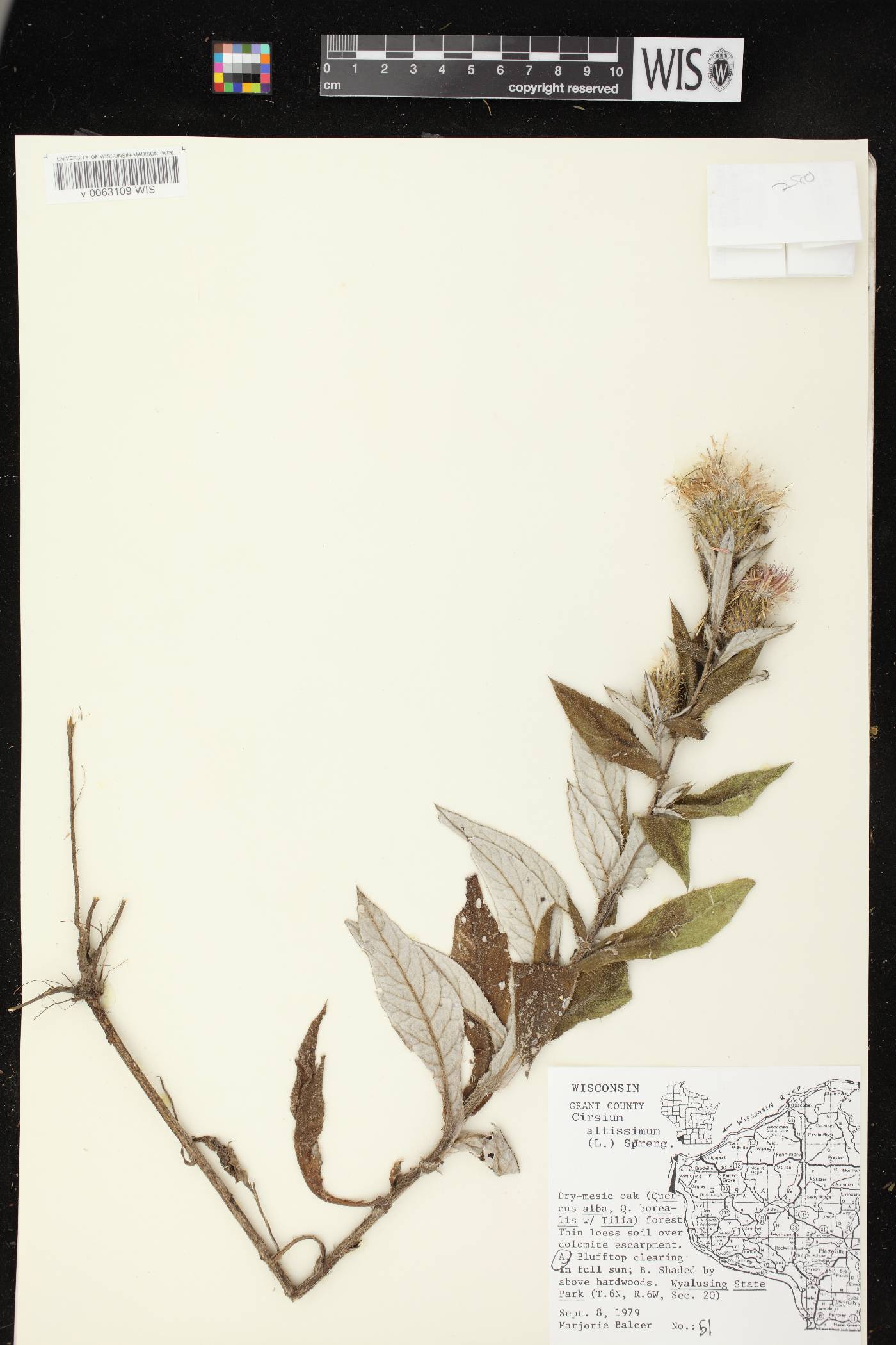 Cirsium altissimum image
