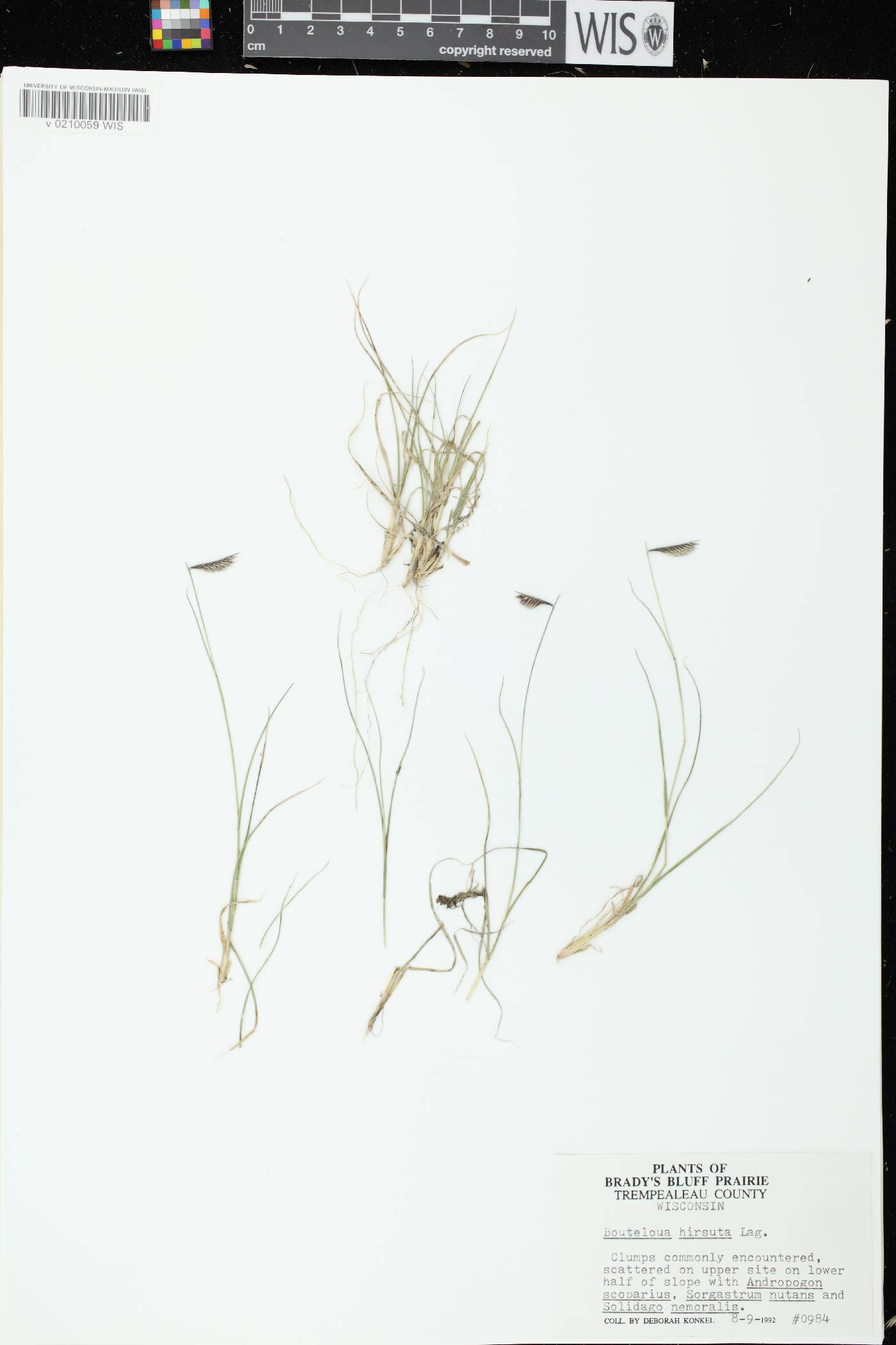Bouteloua hirsuta subsp. hirsuta image