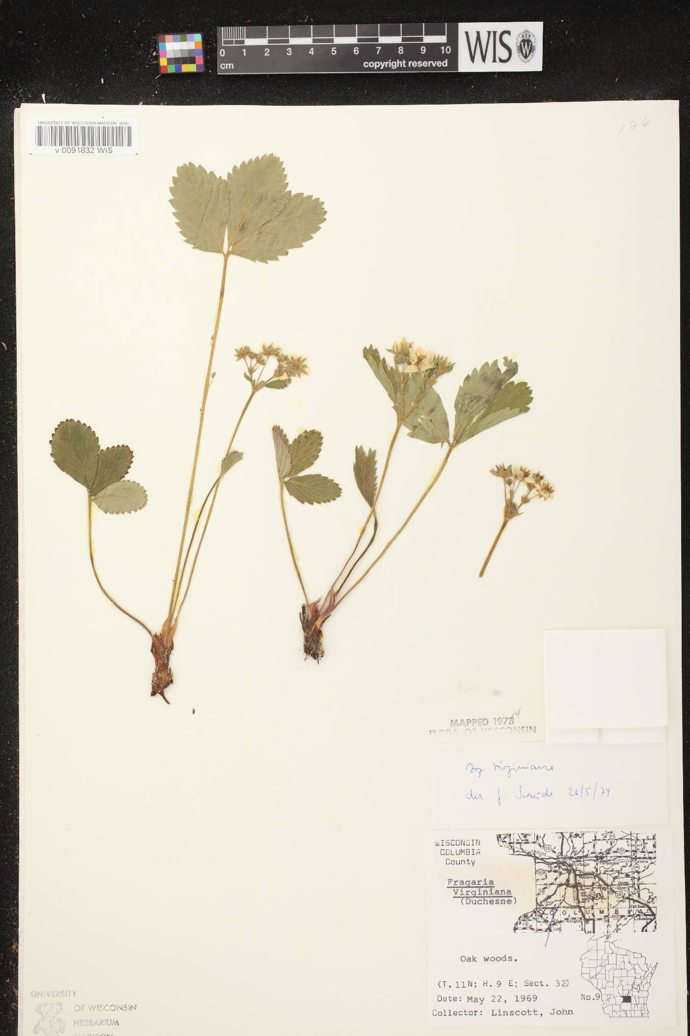 Fragaria virginiana image