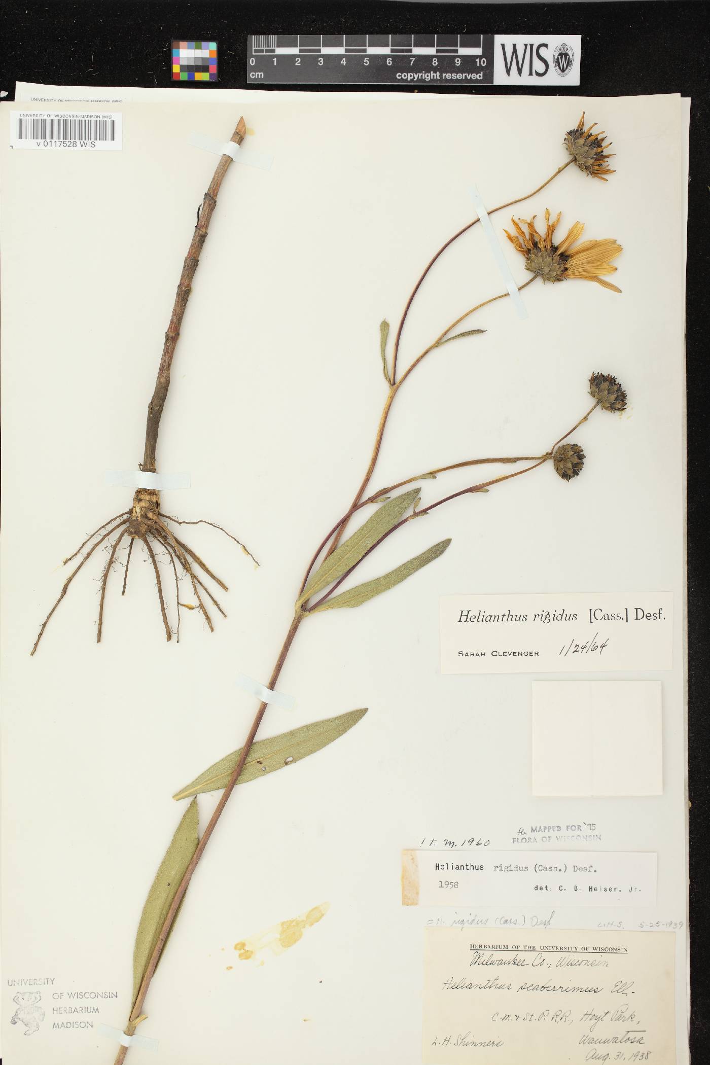 Helianthus pauciflorus subsp. pauciflorus image
