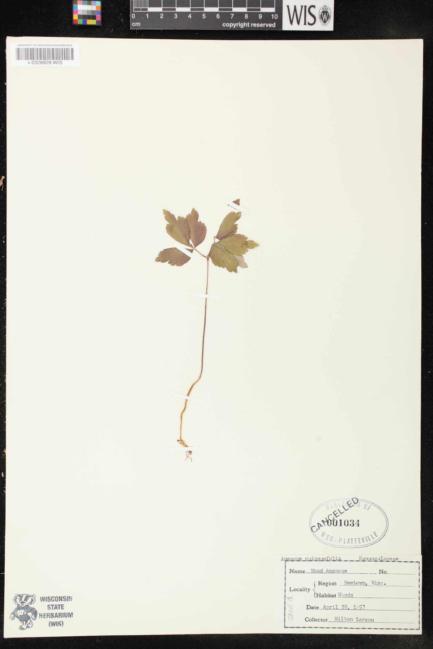 Anemone quinquefolia image