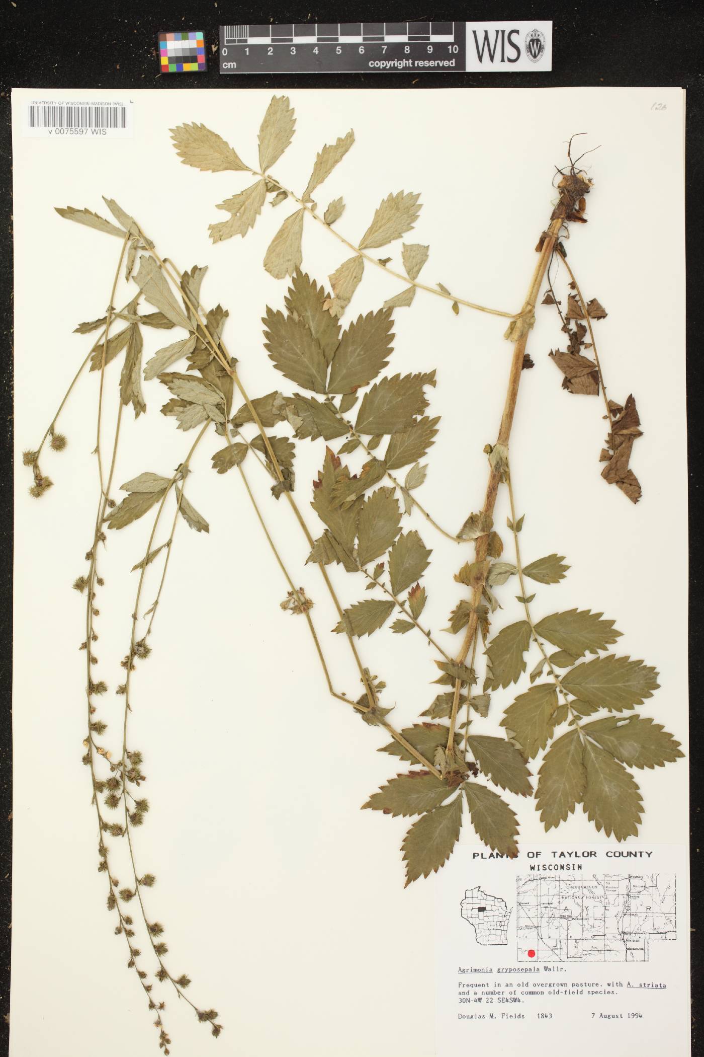 Agrimonia gryposepala image