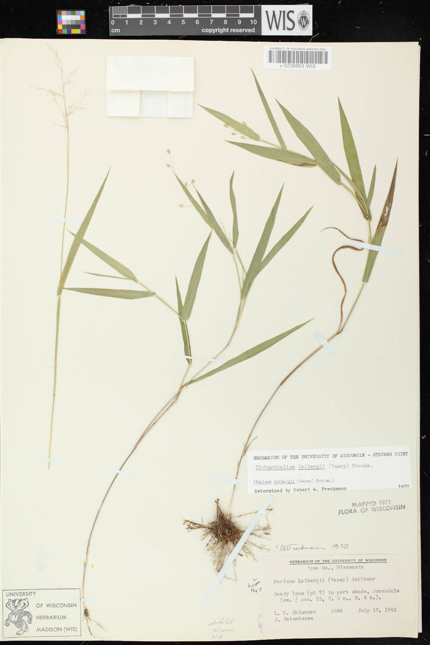 Dichanthelium leibergii image
