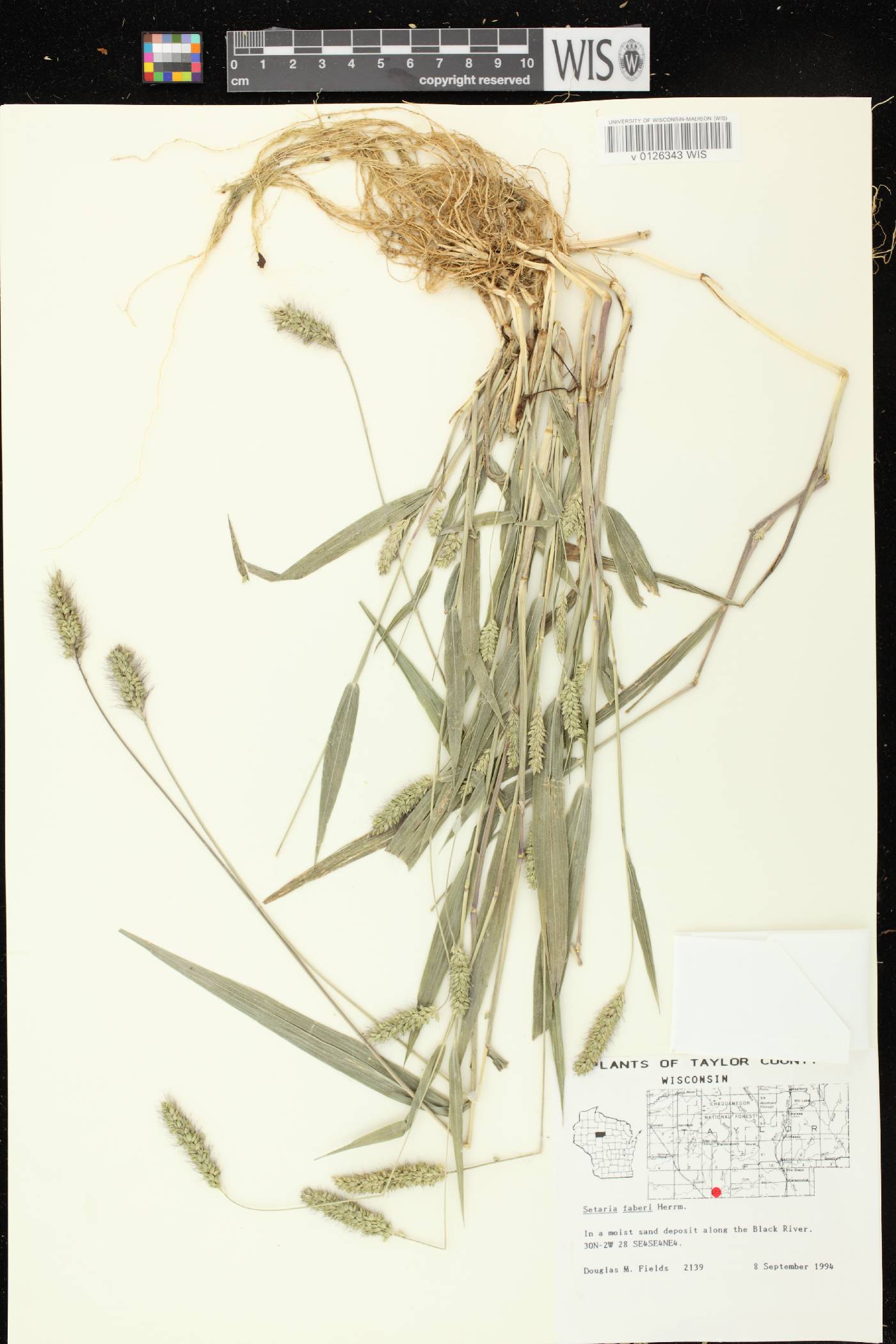 Setaria faberi image