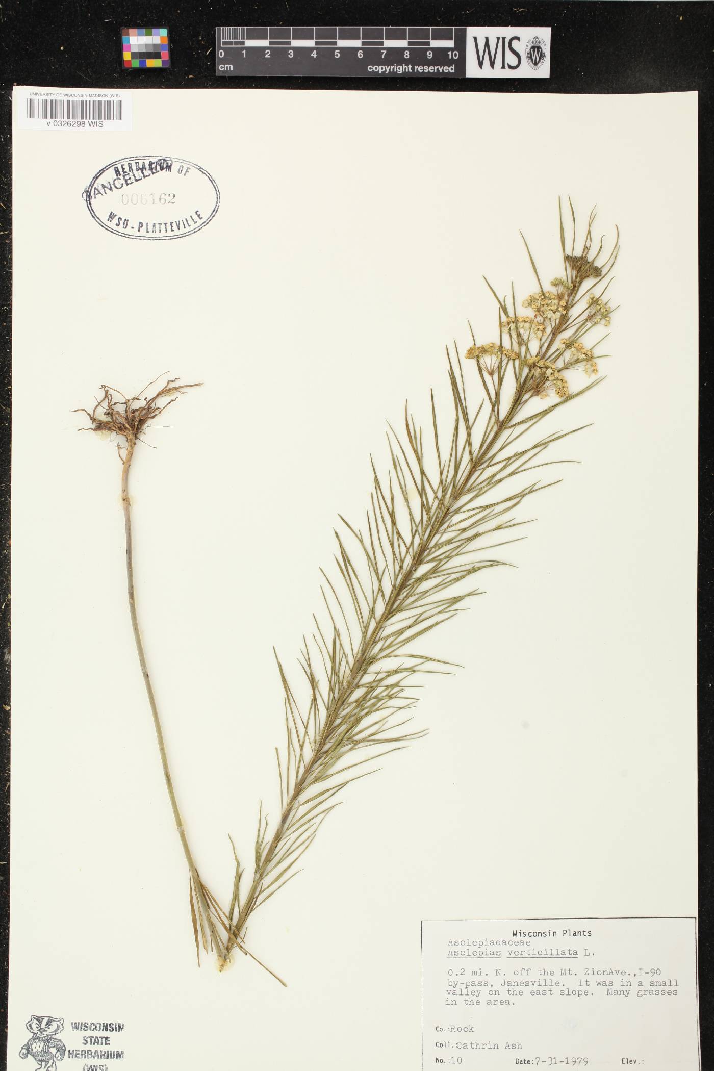 Asclepias verticillata image