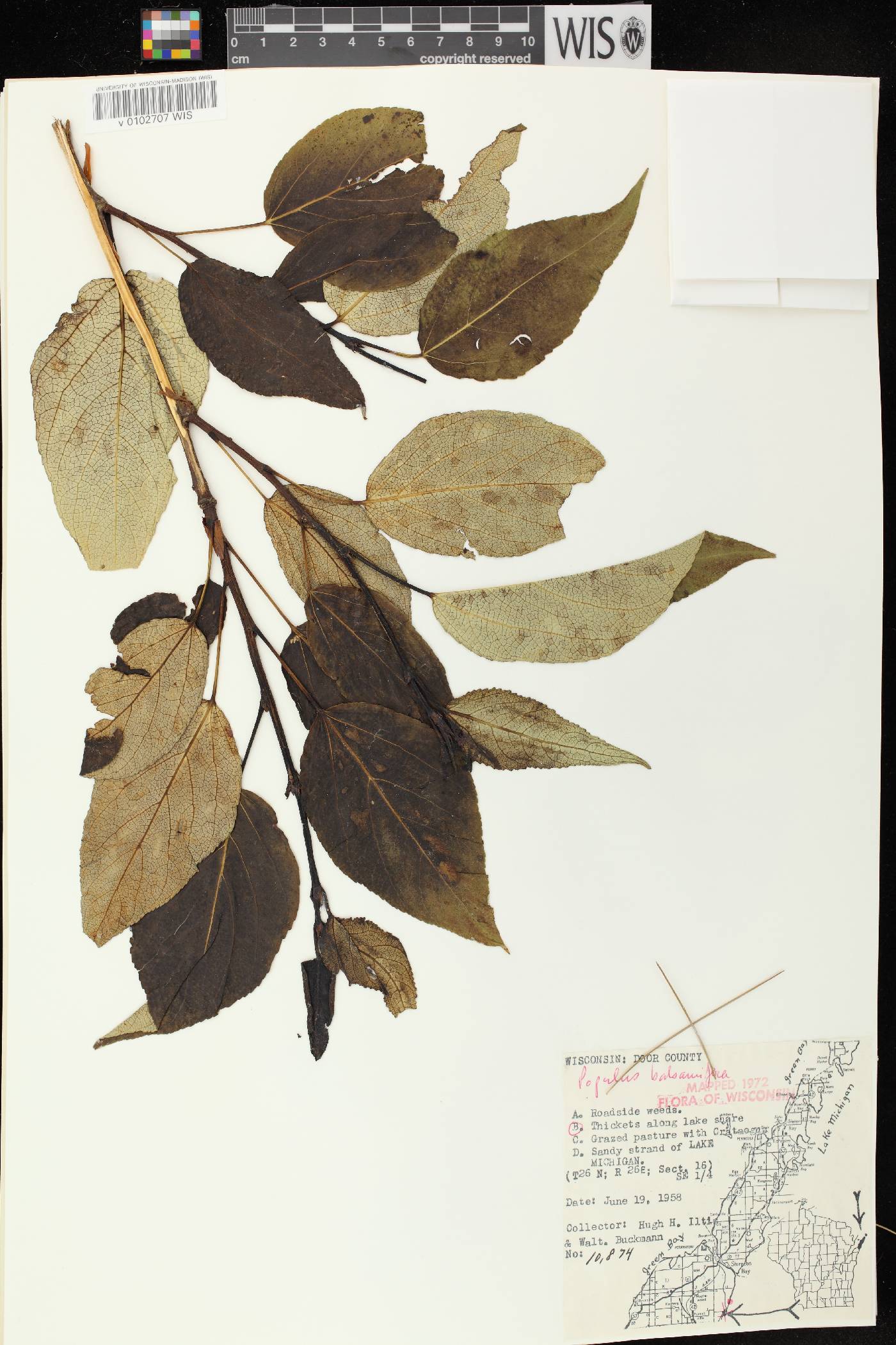 Populus balsamifera image