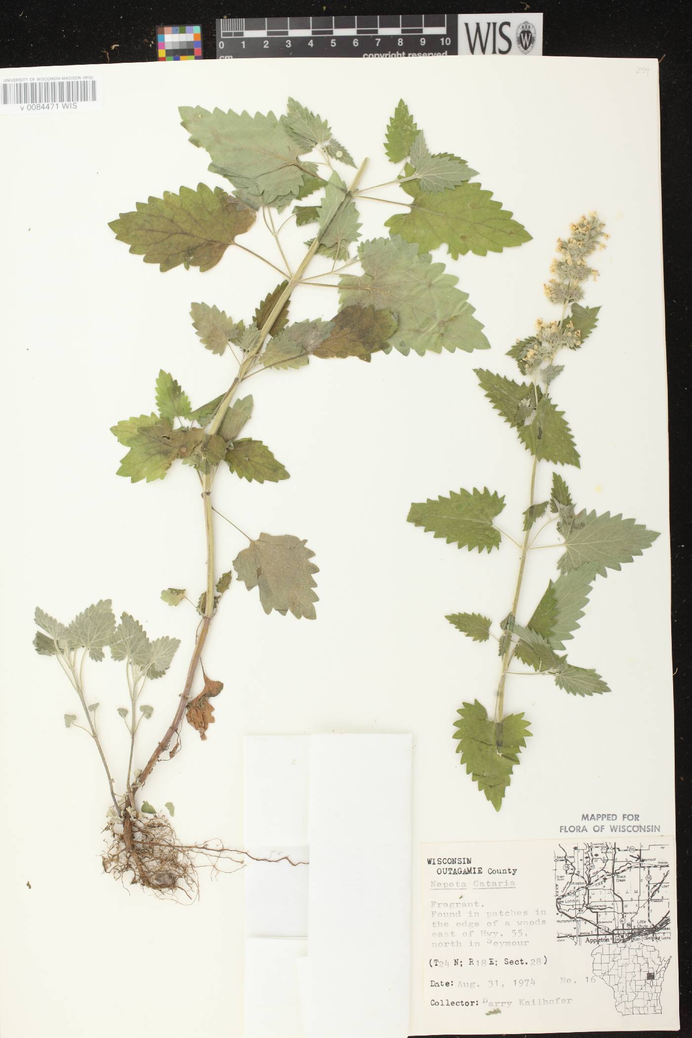 Nepeta cataria image
