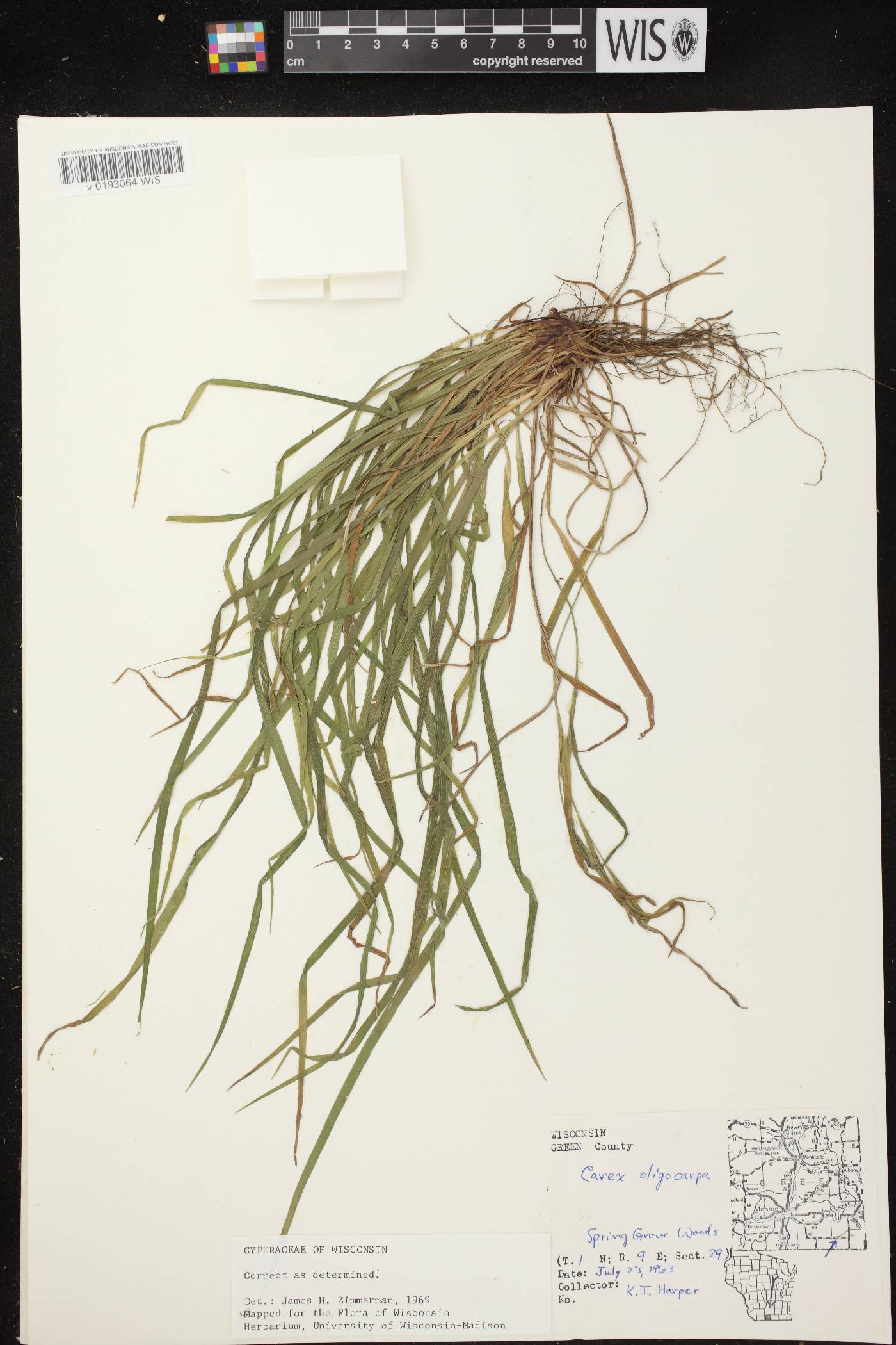 Carex oligocarpa image