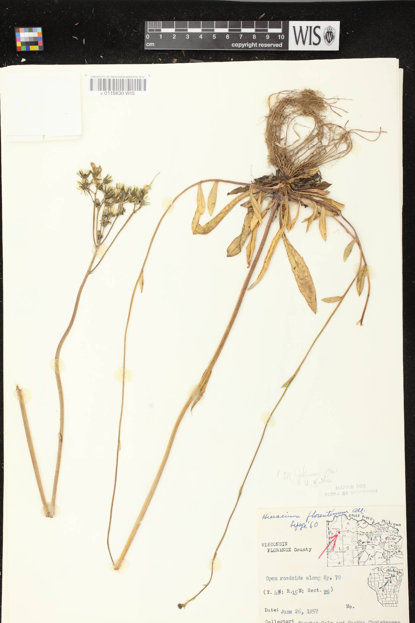 Hieracium piloselloides image