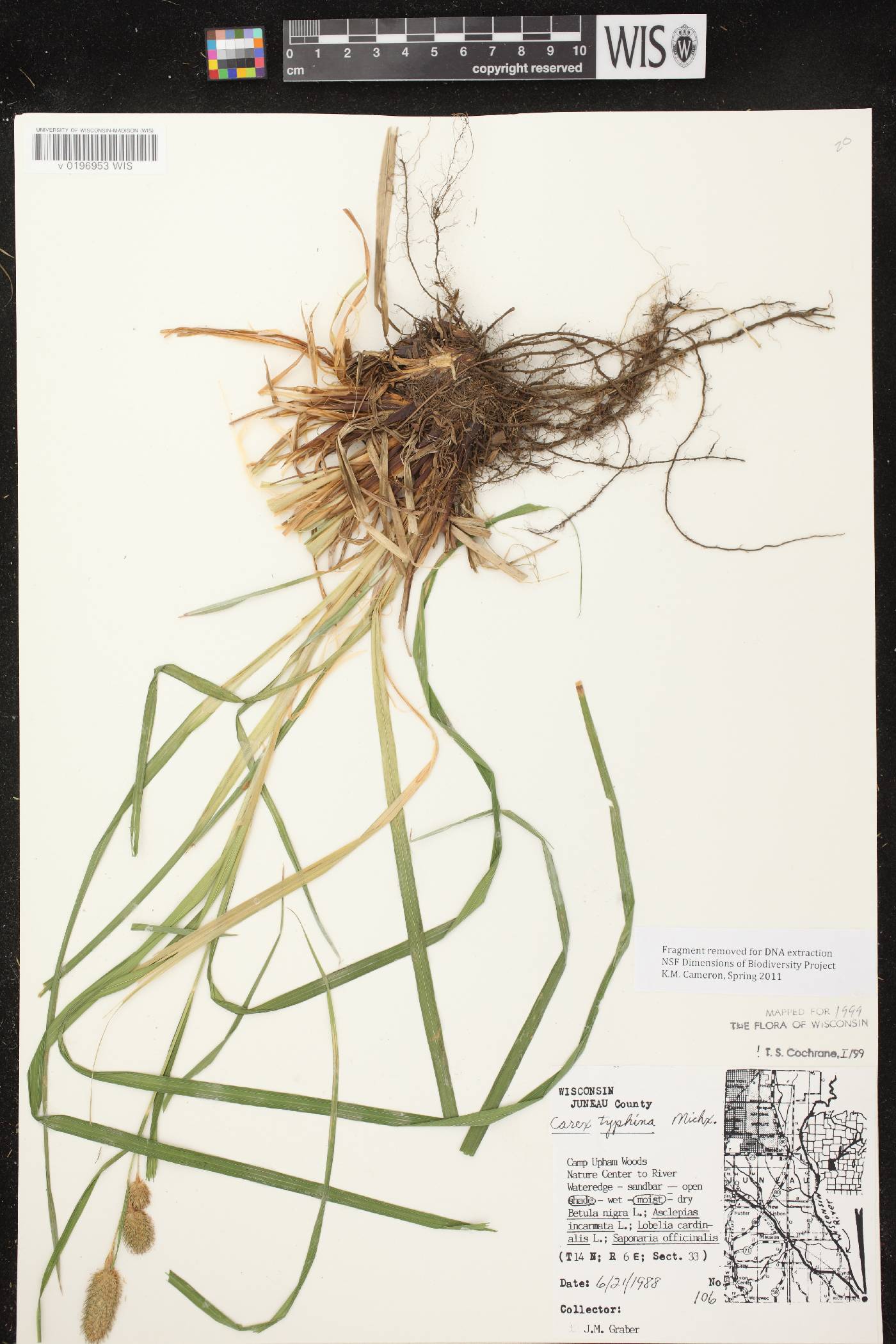 Carex typhina image