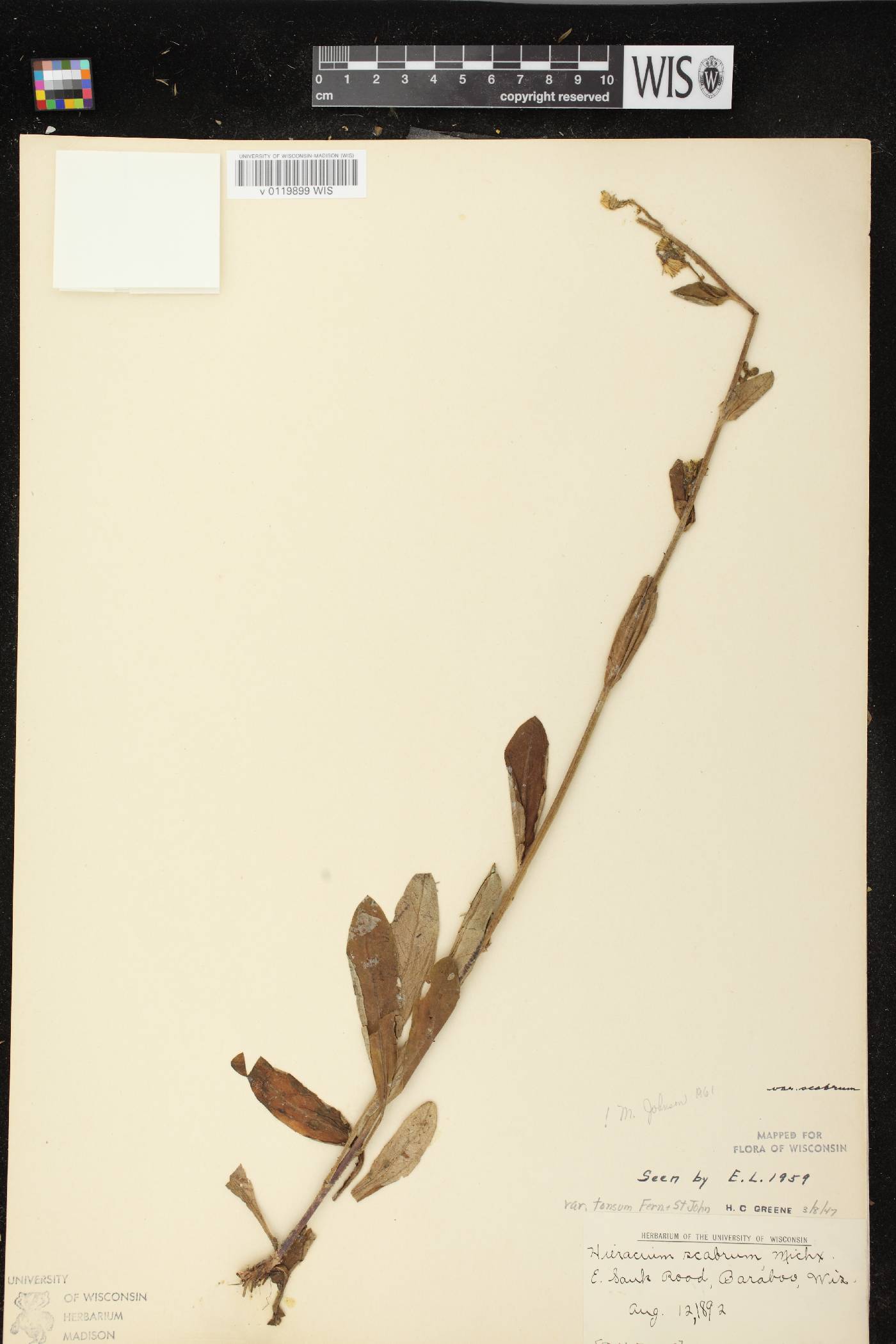 Hieracium scabrum image