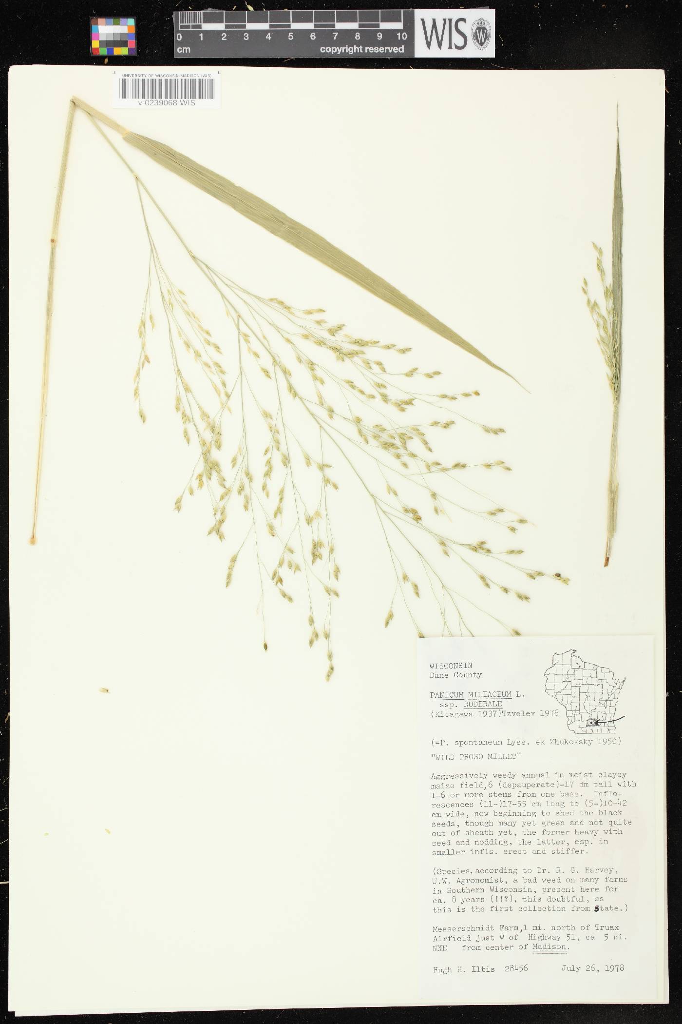 Panicum miliaceum subsp. ruderale image