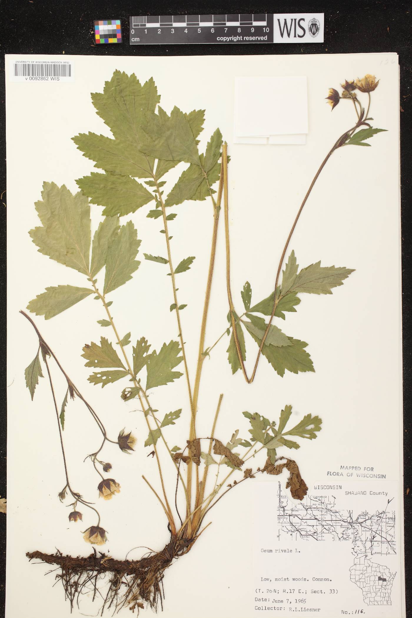 Geum rivale image