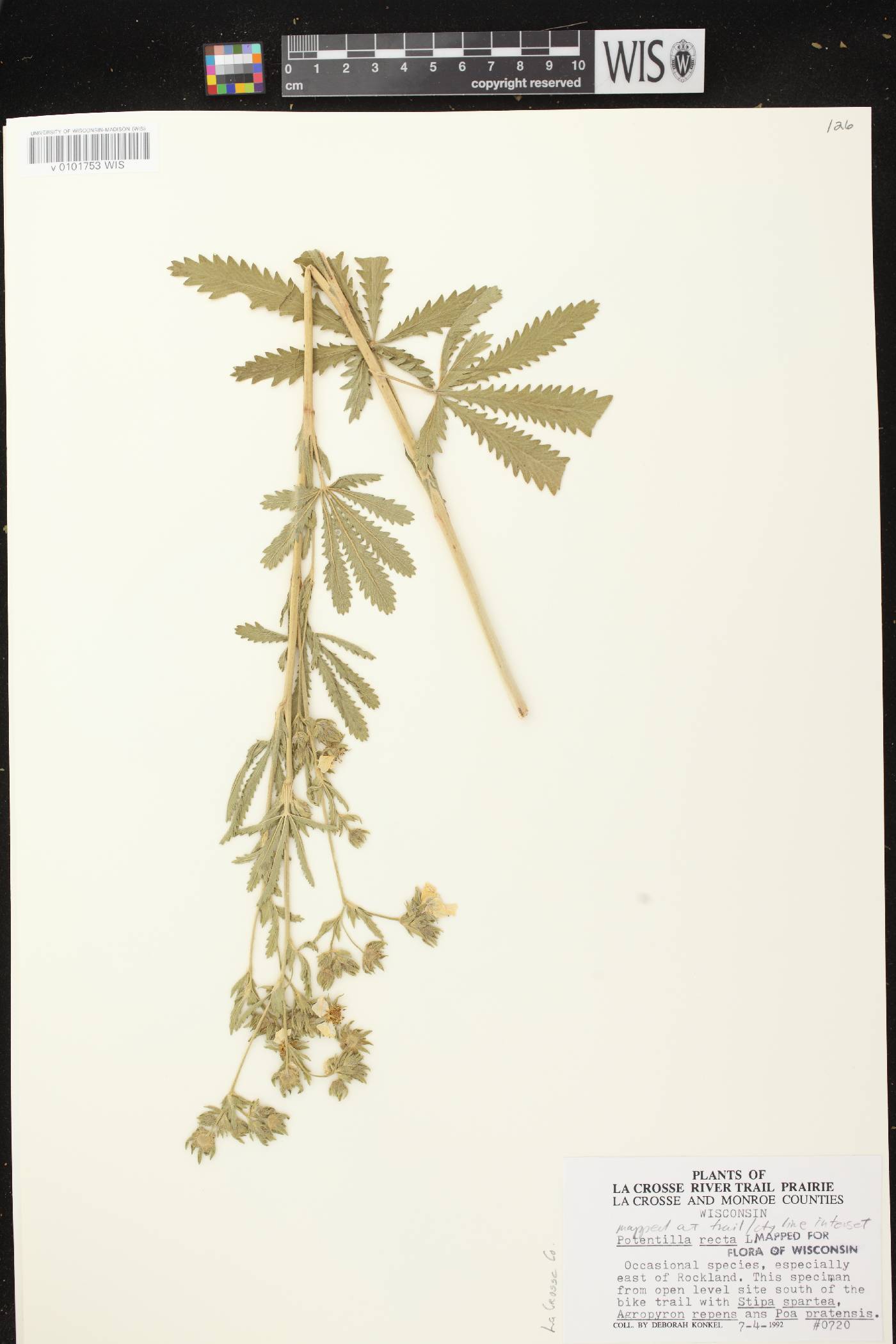 Potentilla recta image