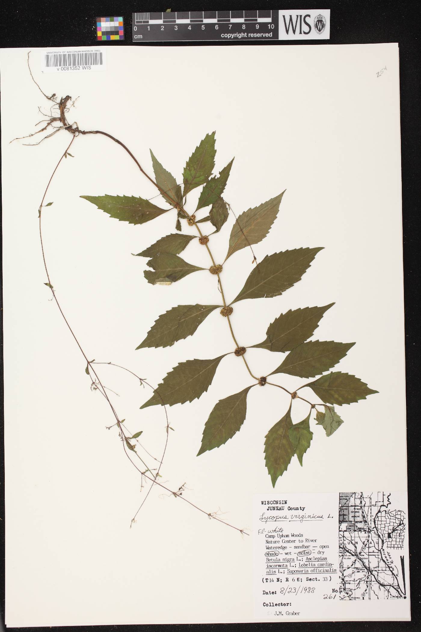 Lycopus virginicus image