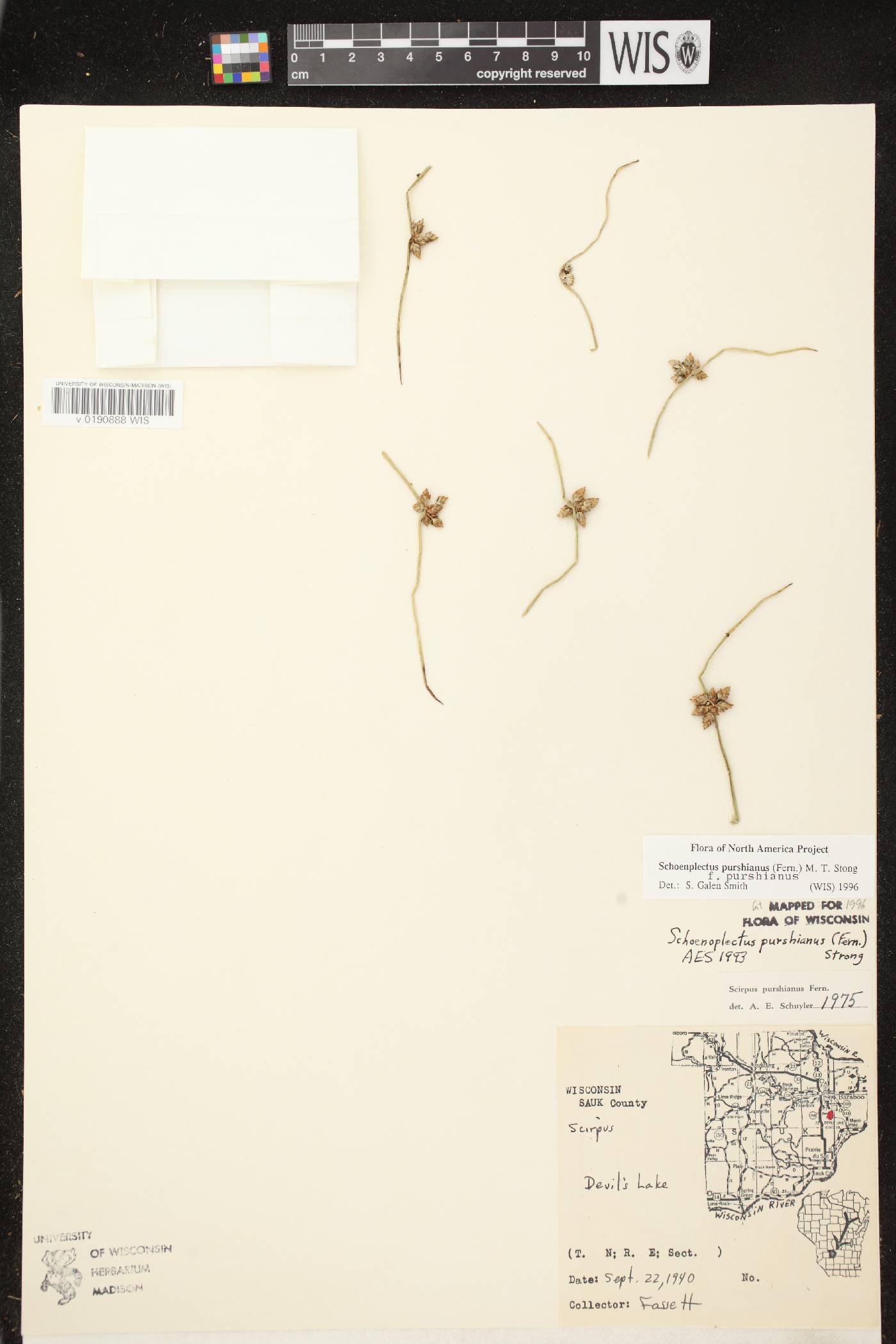 Schoenoplectus purshianus image