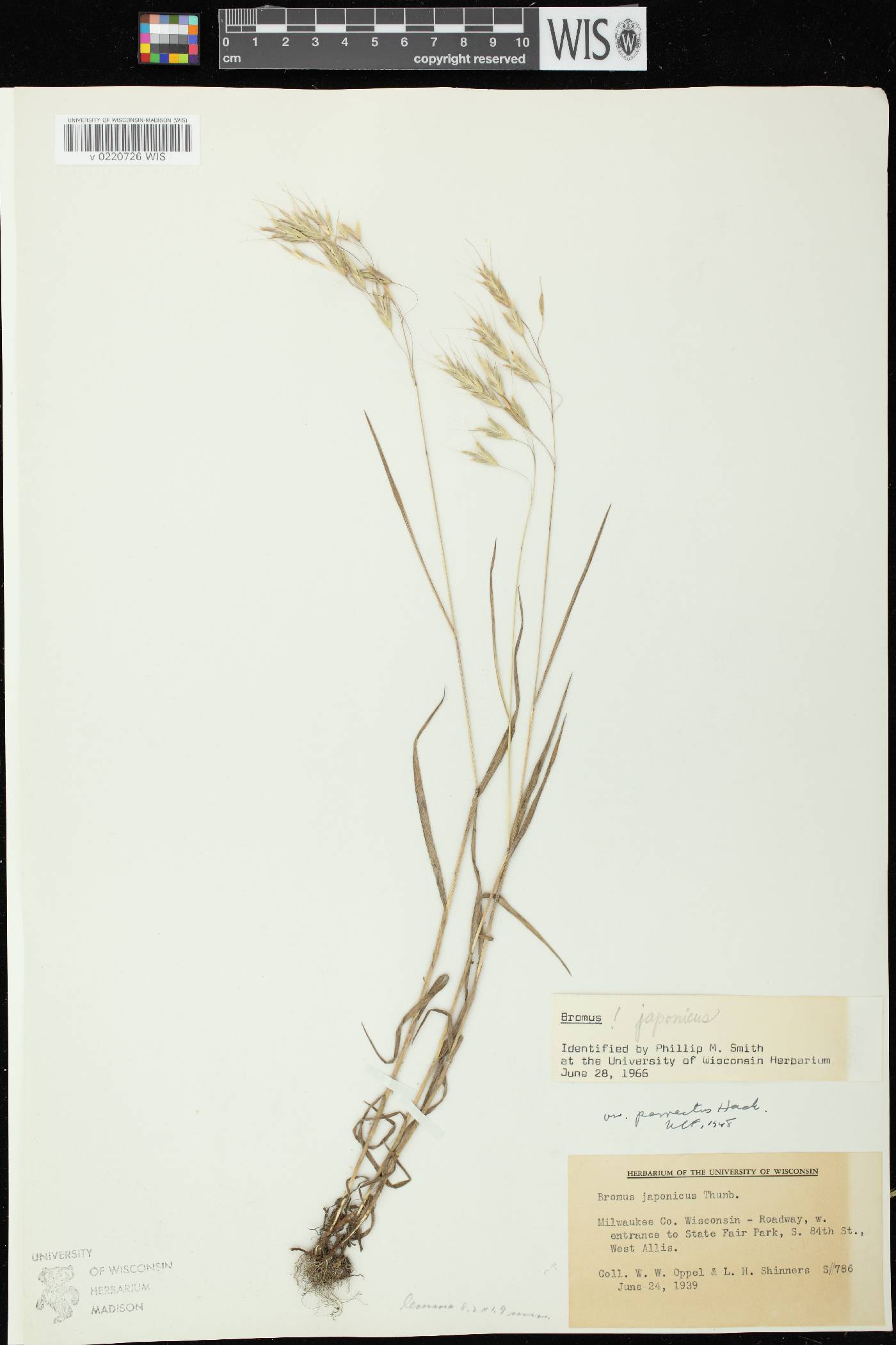 Bromus arvensis image
