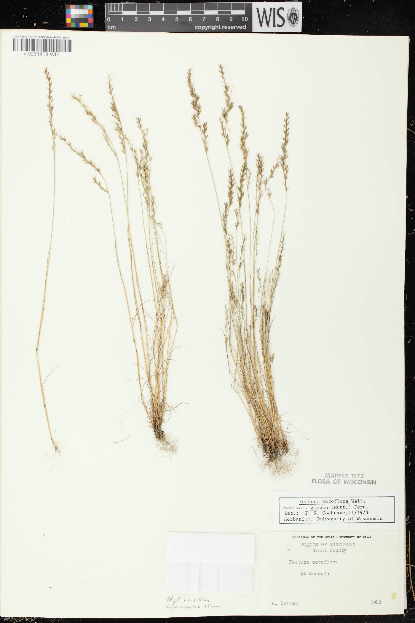 Festuca octoflora image