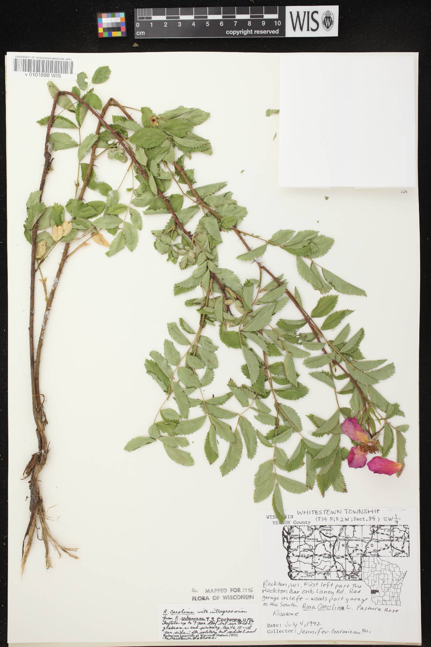 Rosa carolina image