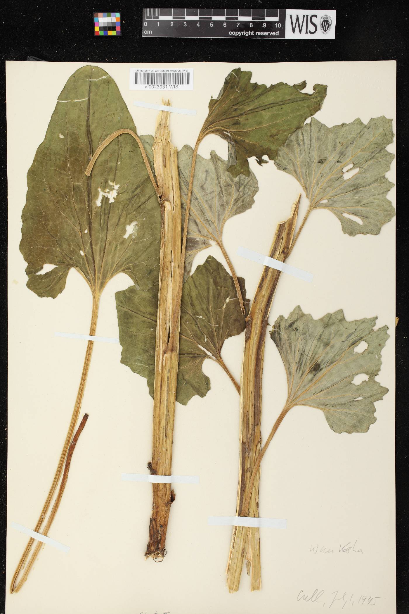Arnoglossum atriplicifolium image