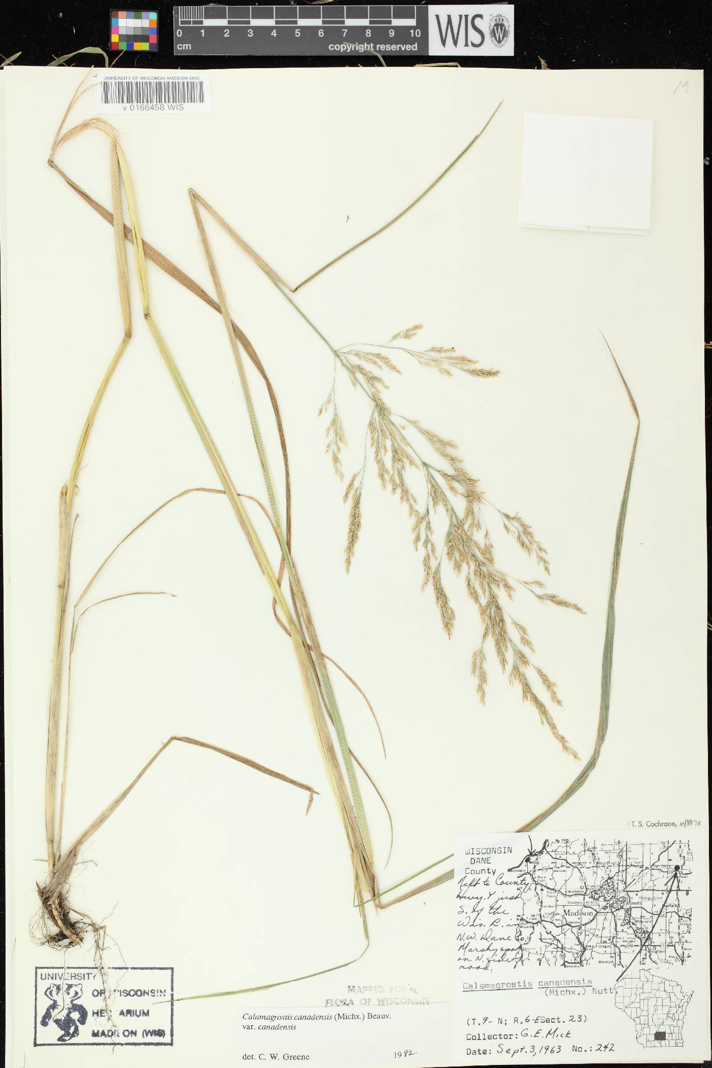 Calamagrostis canadensis var. canadensis image