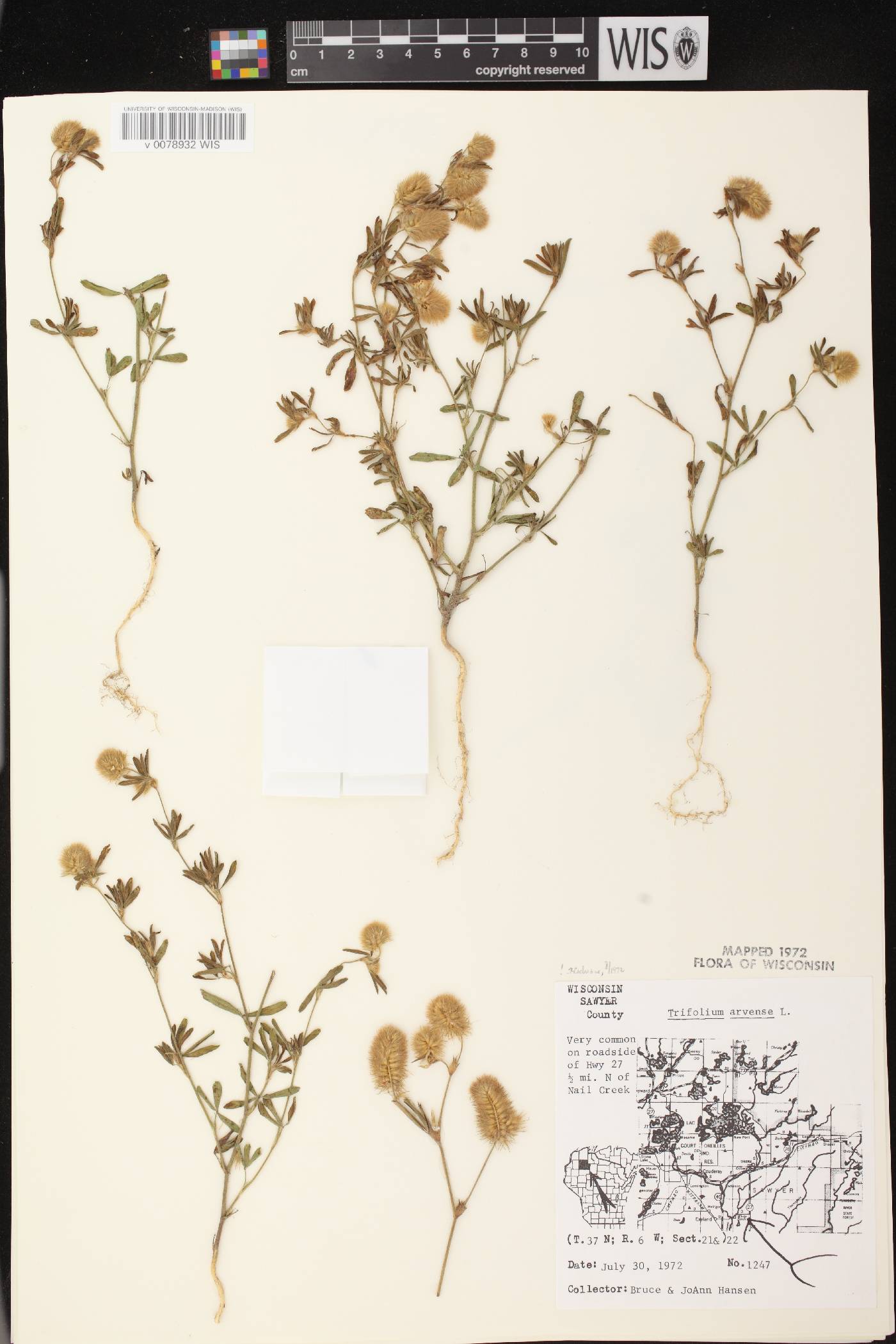 Trifolium arvense image
