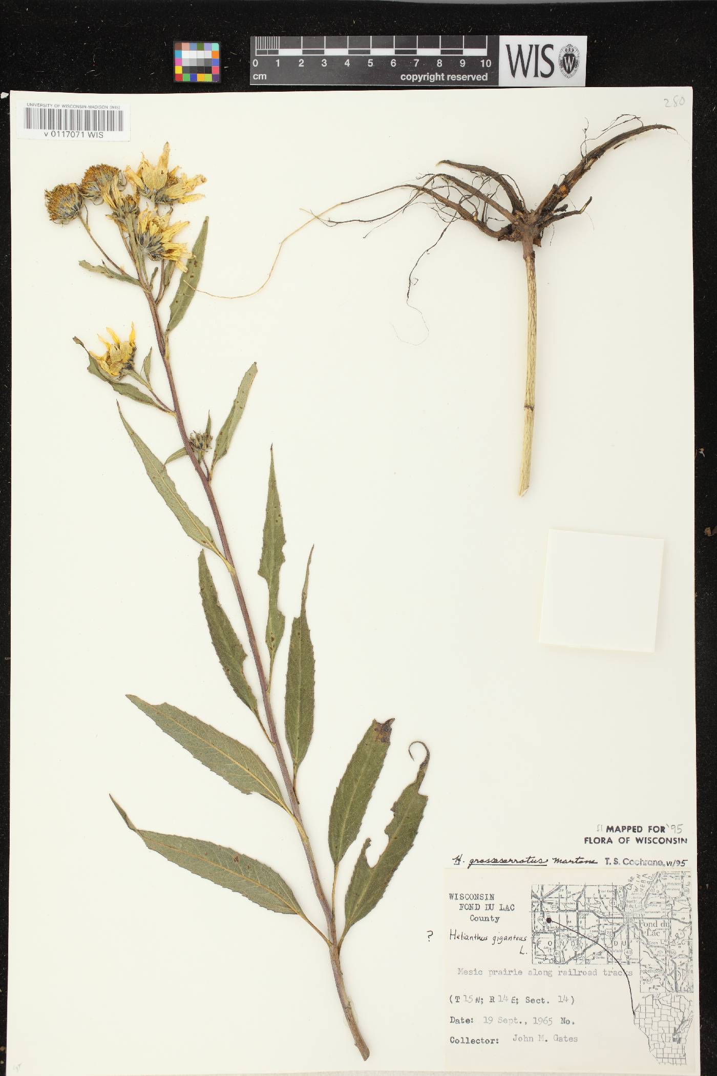 Helianthus grosseserratus image